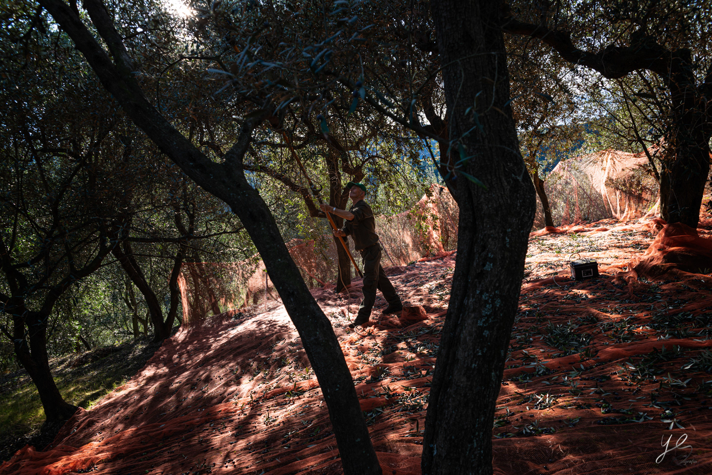 Olive harvest