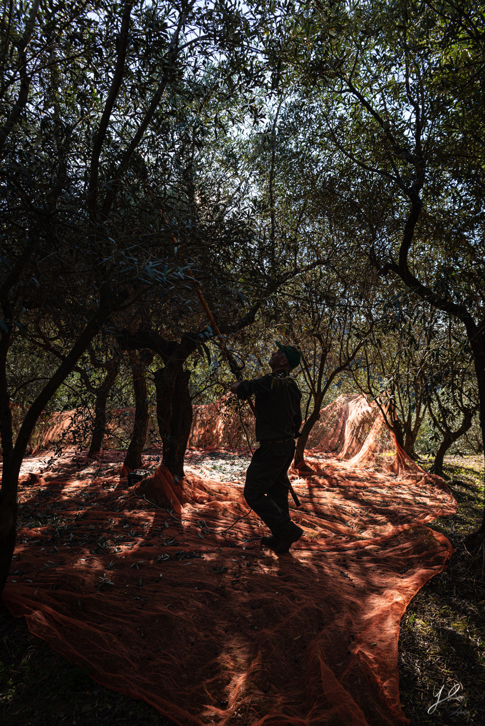 Olive harvest