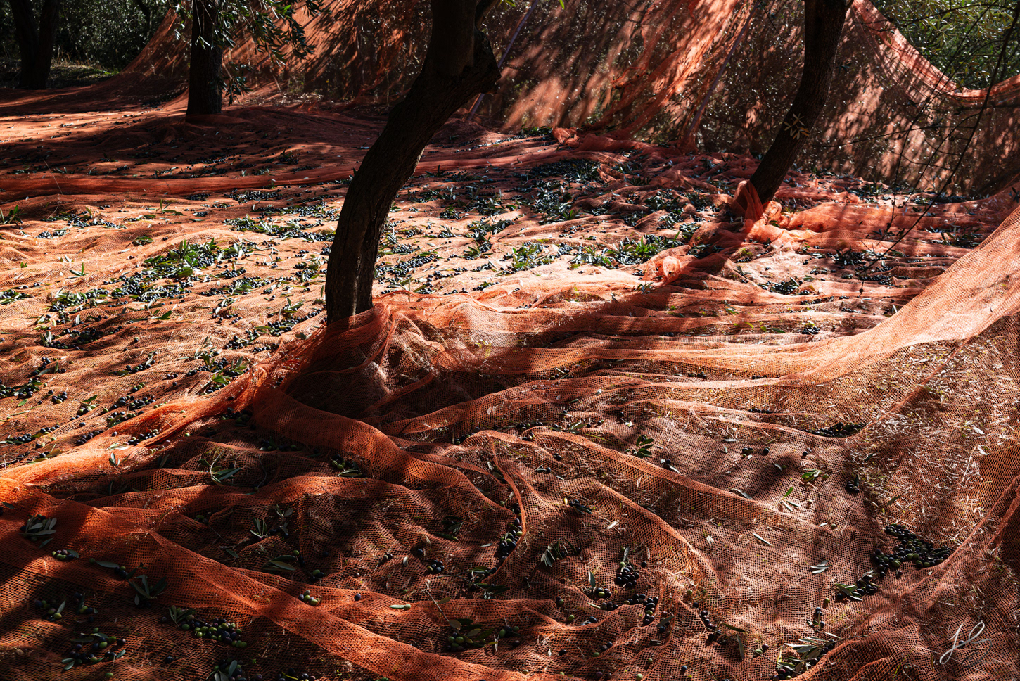 Olive trees dance - olive harvest