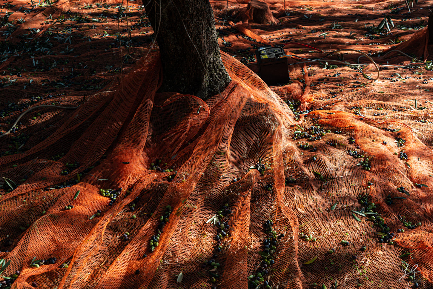 The red veil - olive harvest