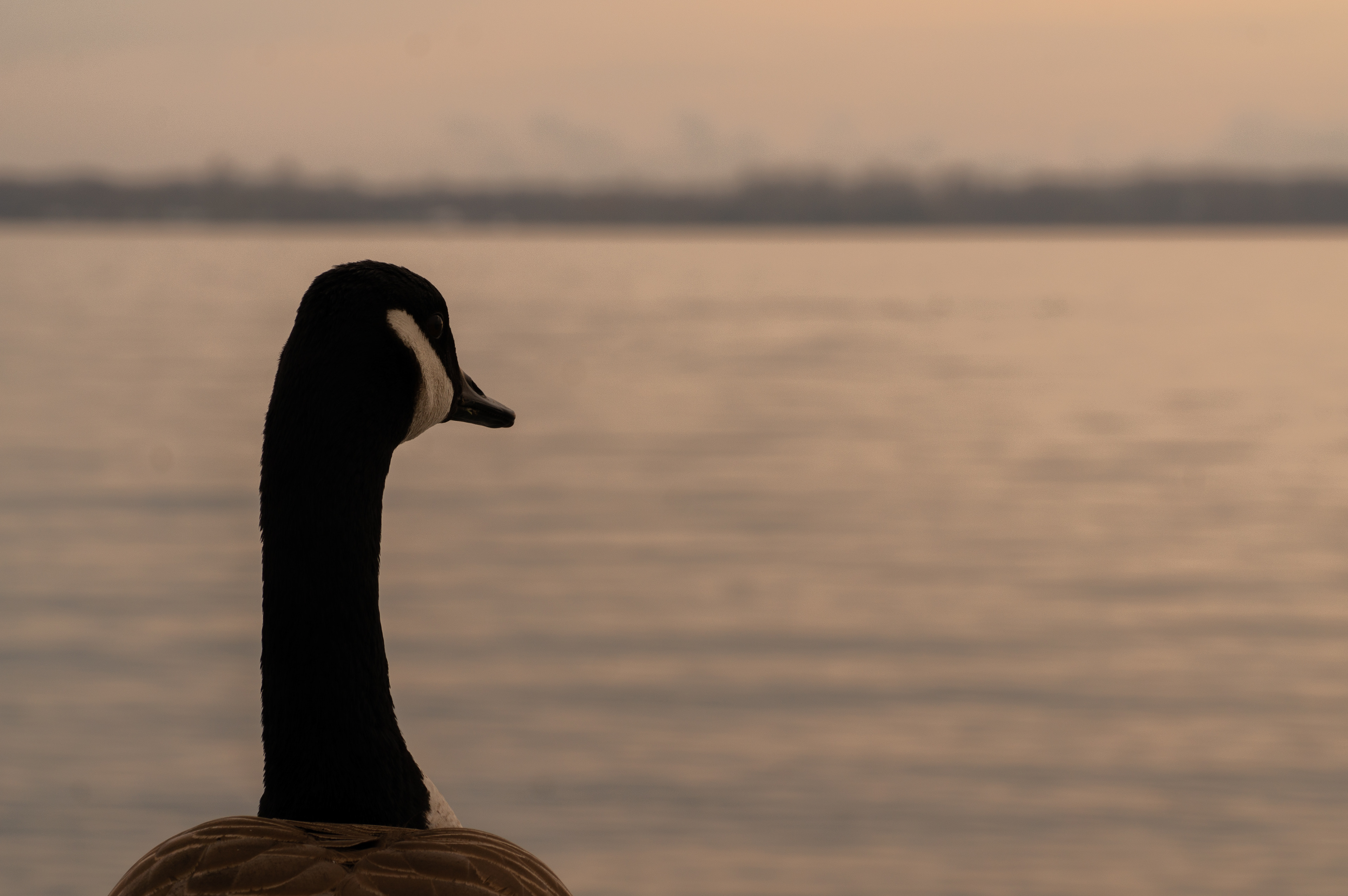 Goose Saturated Into The Evening