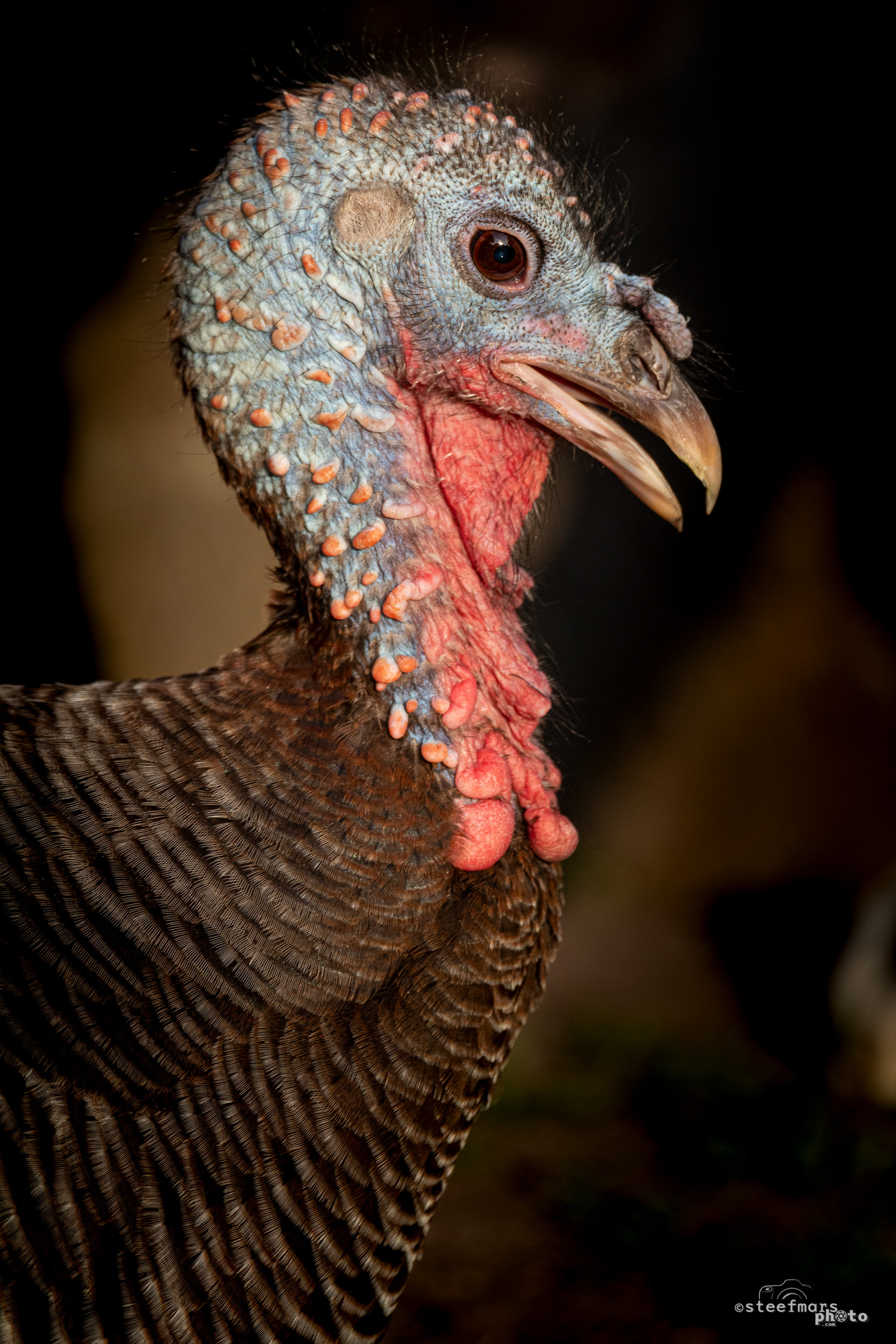Turkey