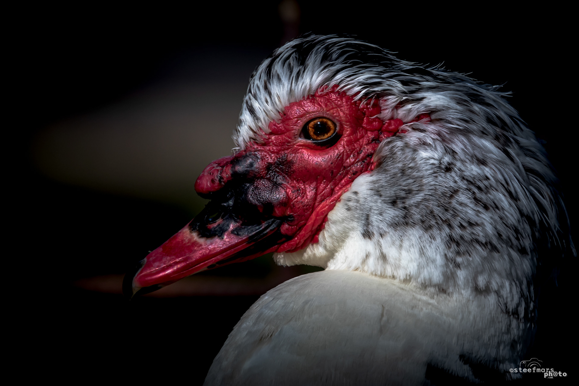 Muscovy duck