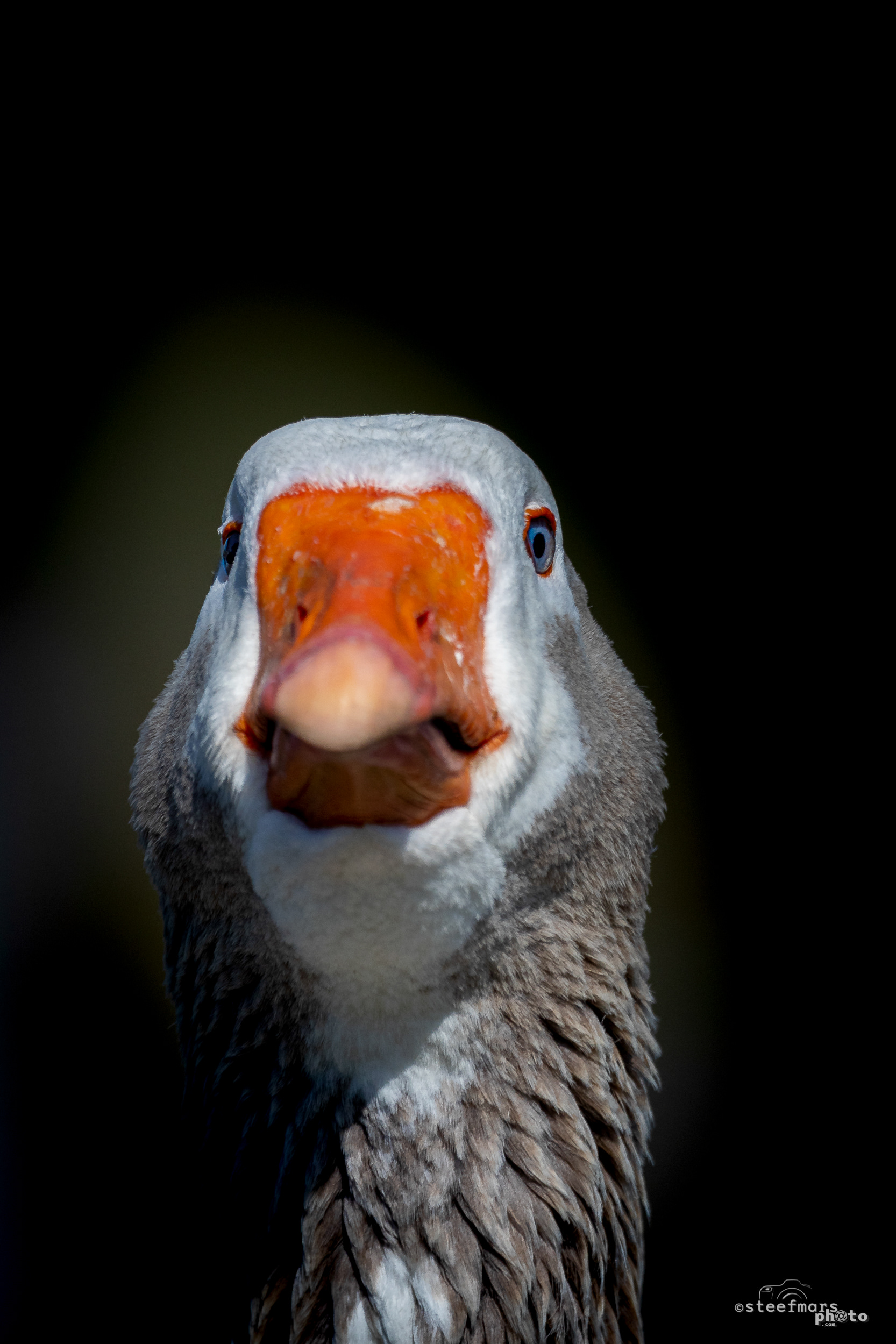 Goose