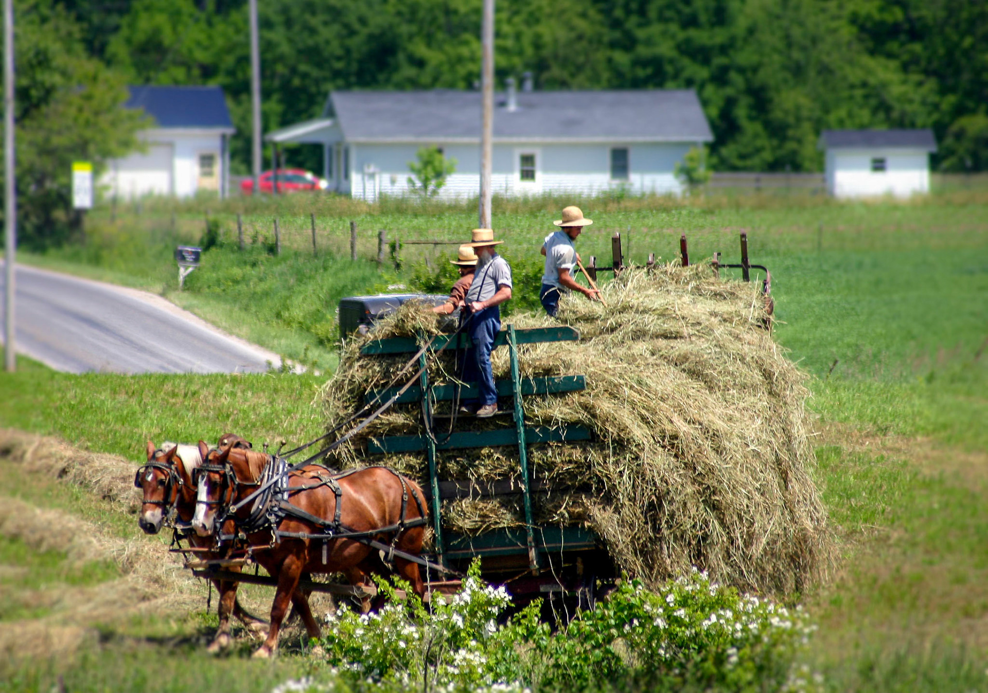 Harvesting the Hay