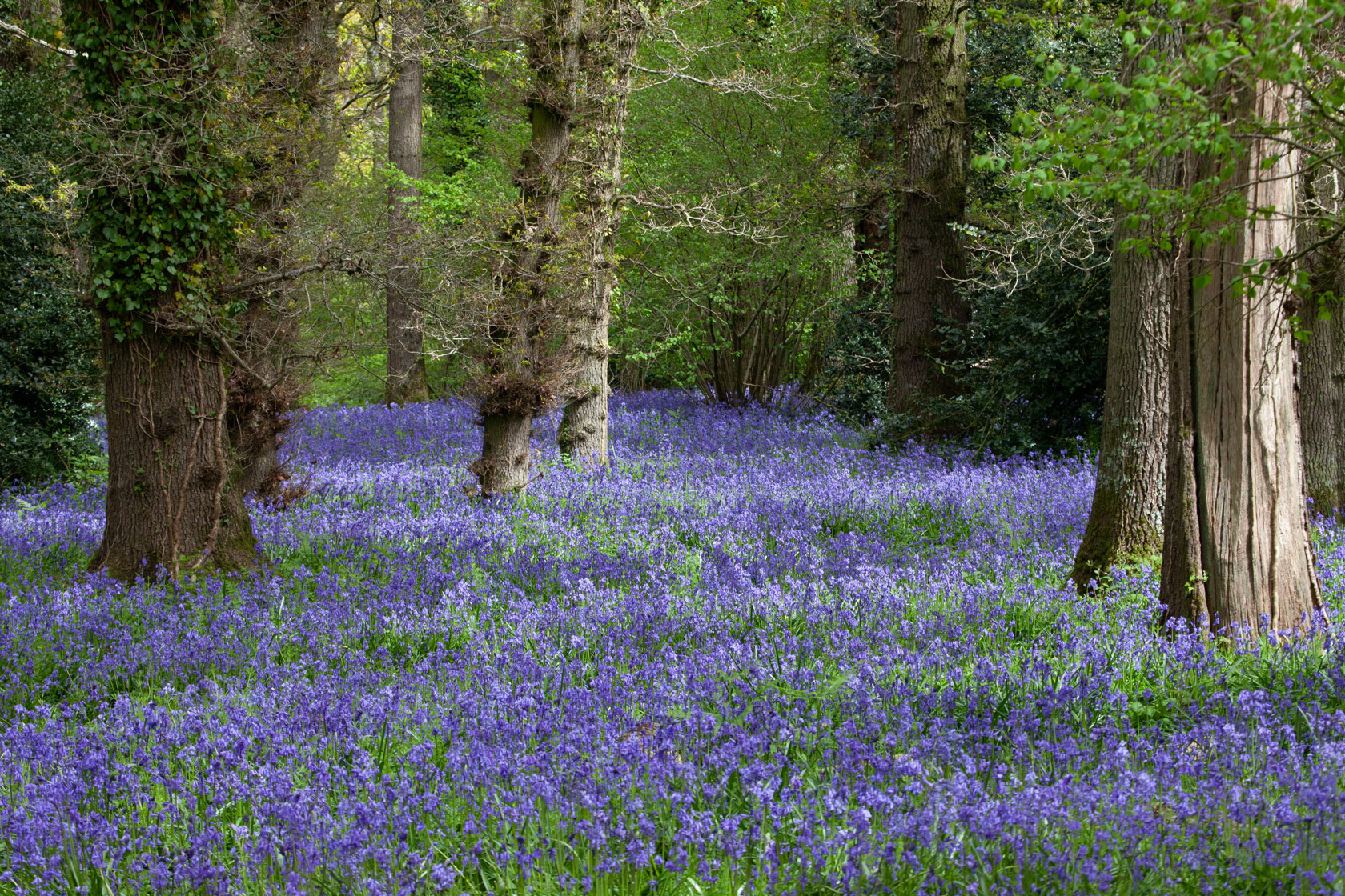 Bluebell Woods