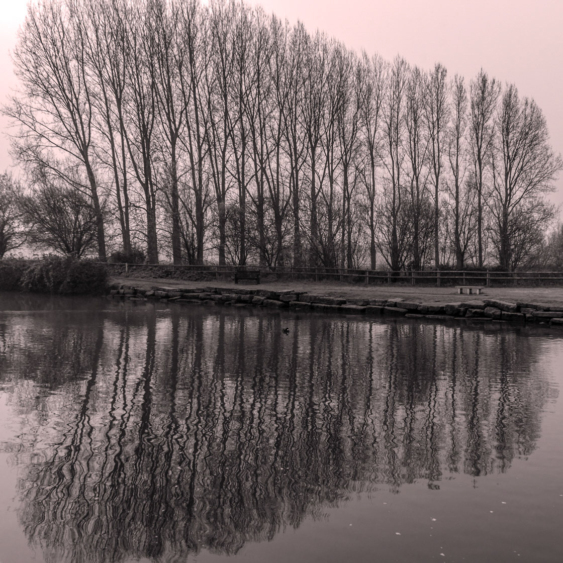 River, Trees, Reflections - Wareham