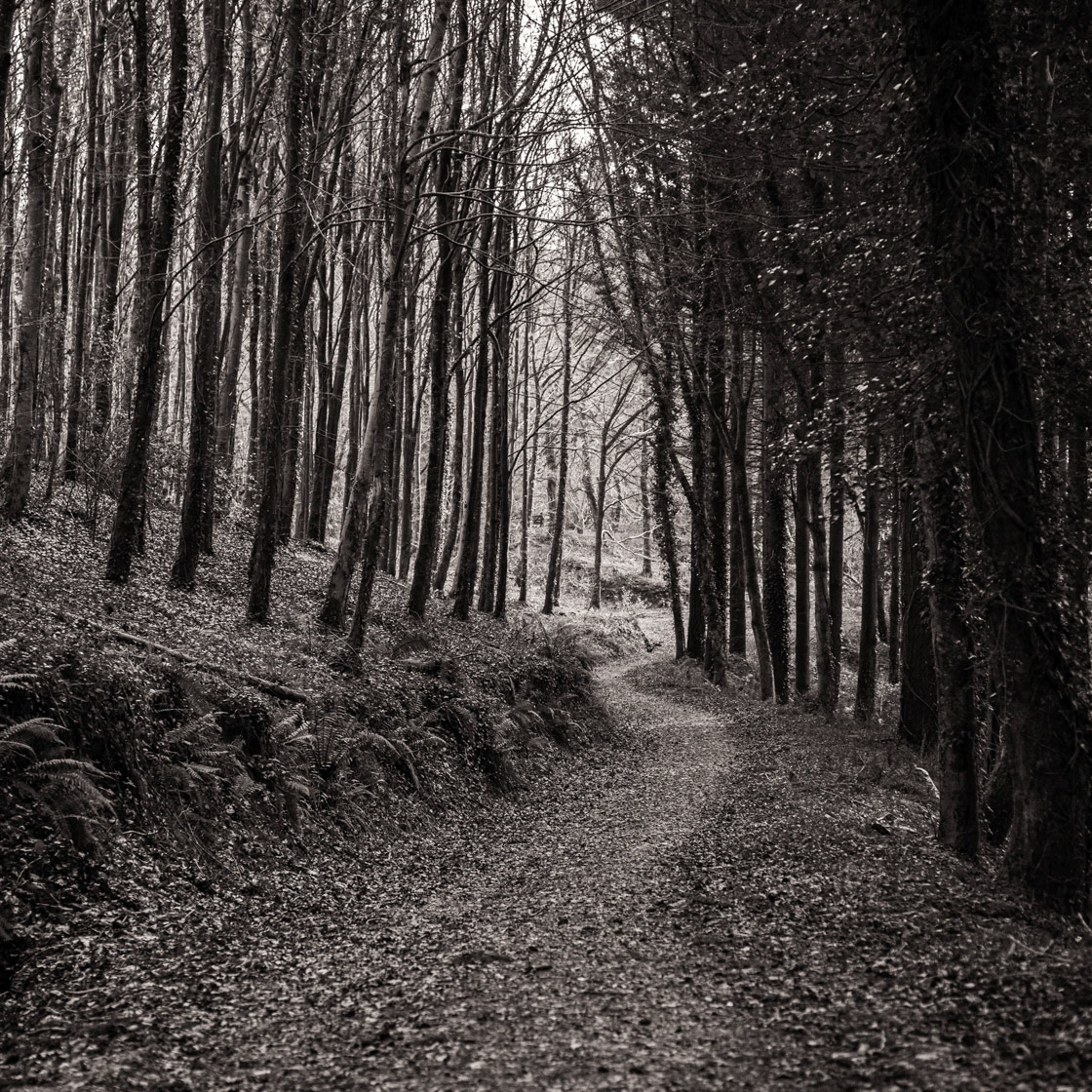 The Path Through The Woods