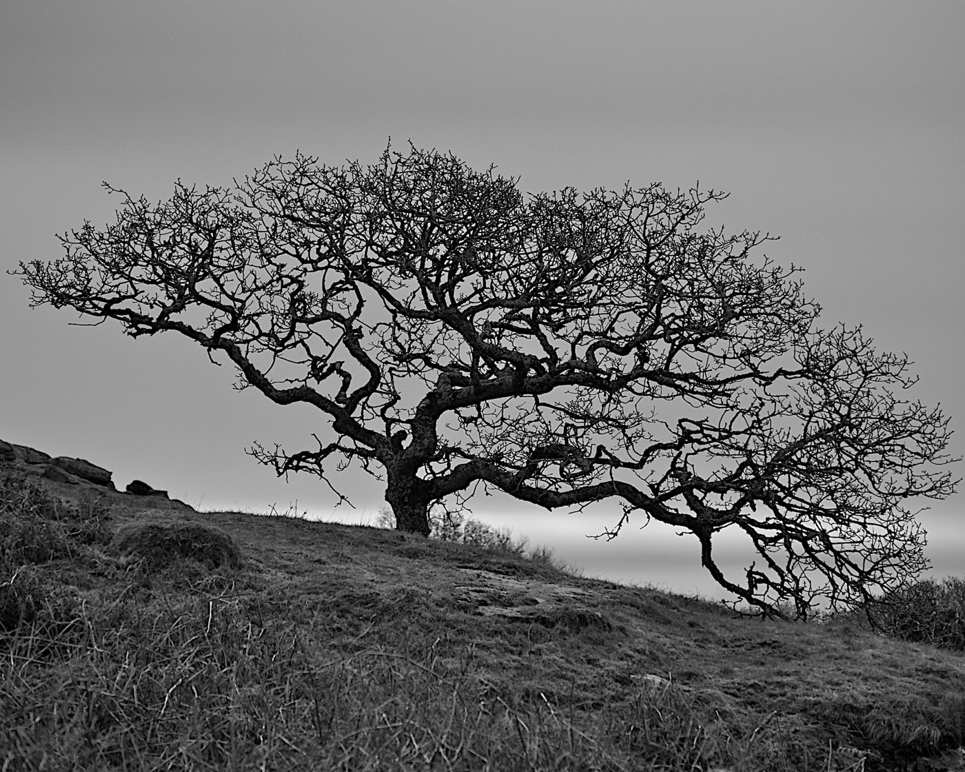 Dartmoor Tree