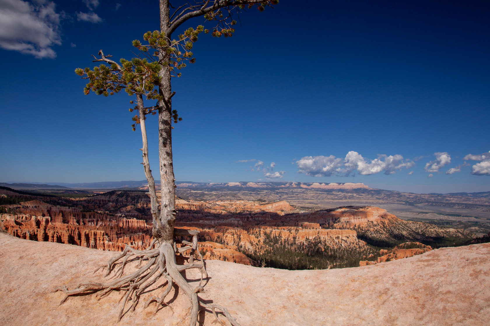 Bryce Canyon - Lonesome Pine