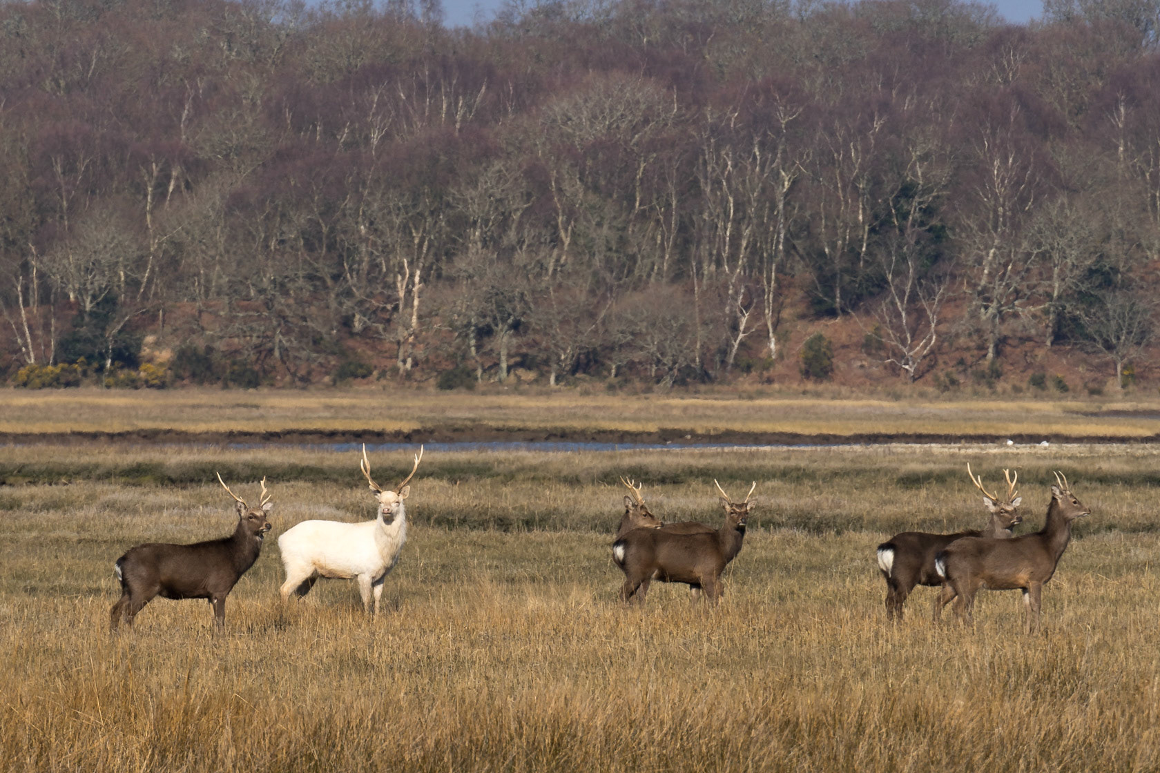 White Deer, Arne