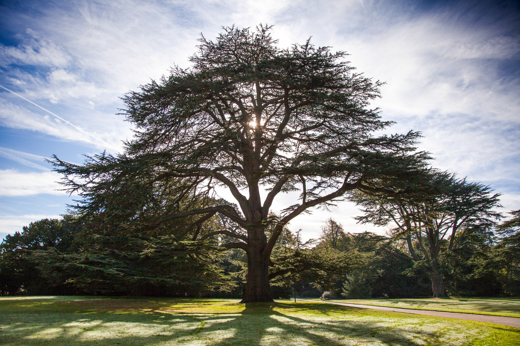 Cedar, Osborne House