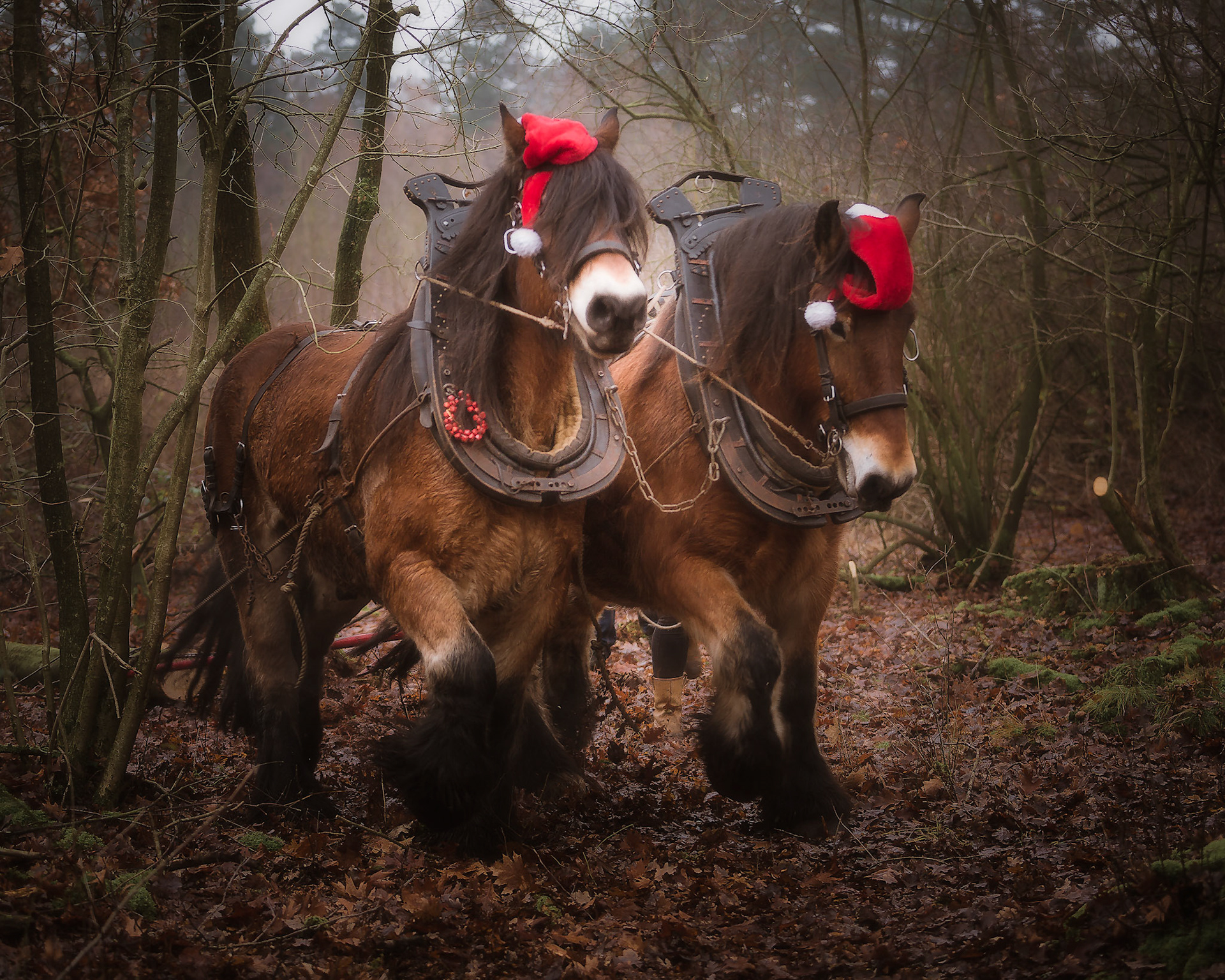 Christmas horses.