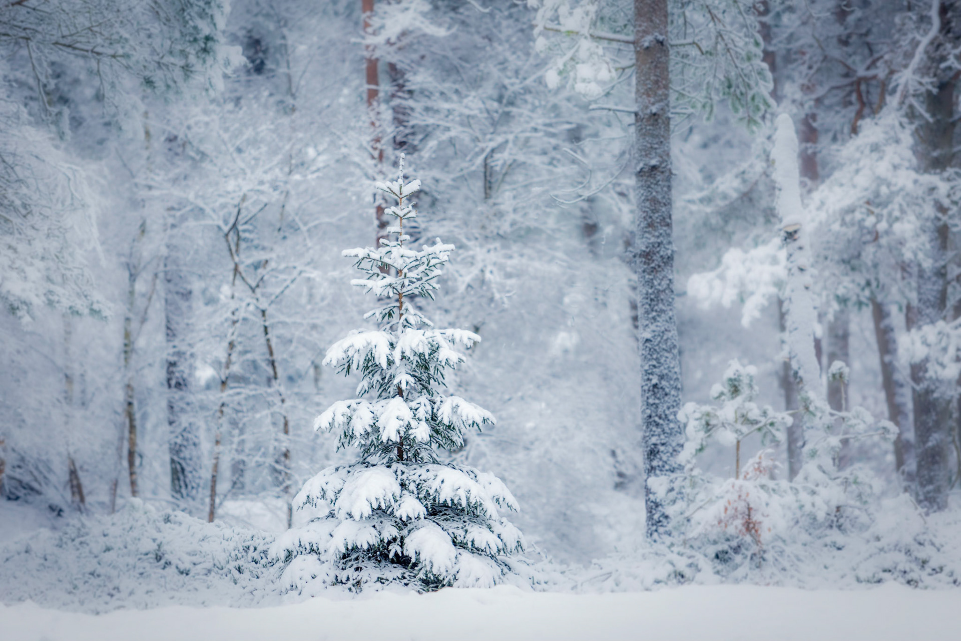Christmas tree