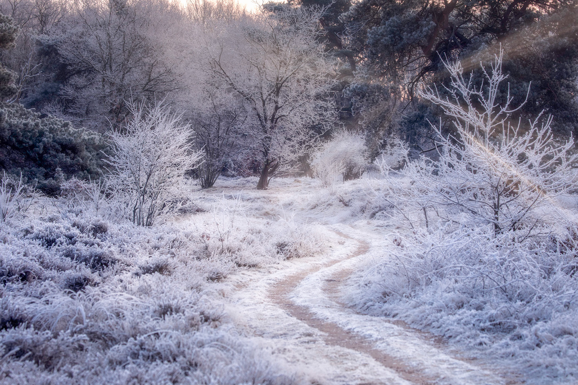 Path to winter, Zeegser Duinen, Drenthe