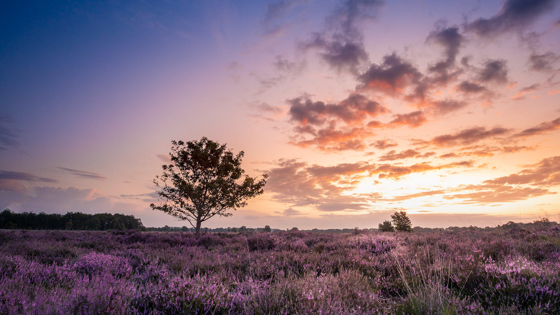 Balloërveld, with heather in full bloom.