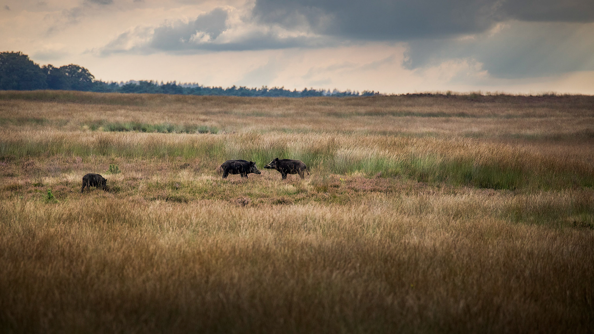 Wild boars appear at the Reemsterveld during twilight.