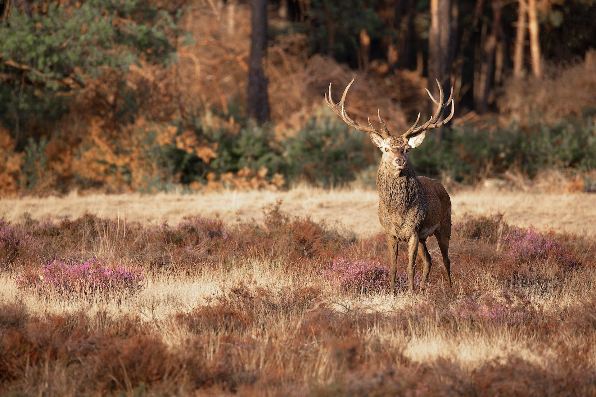 A red deer dressed up with mud in the rutting season.