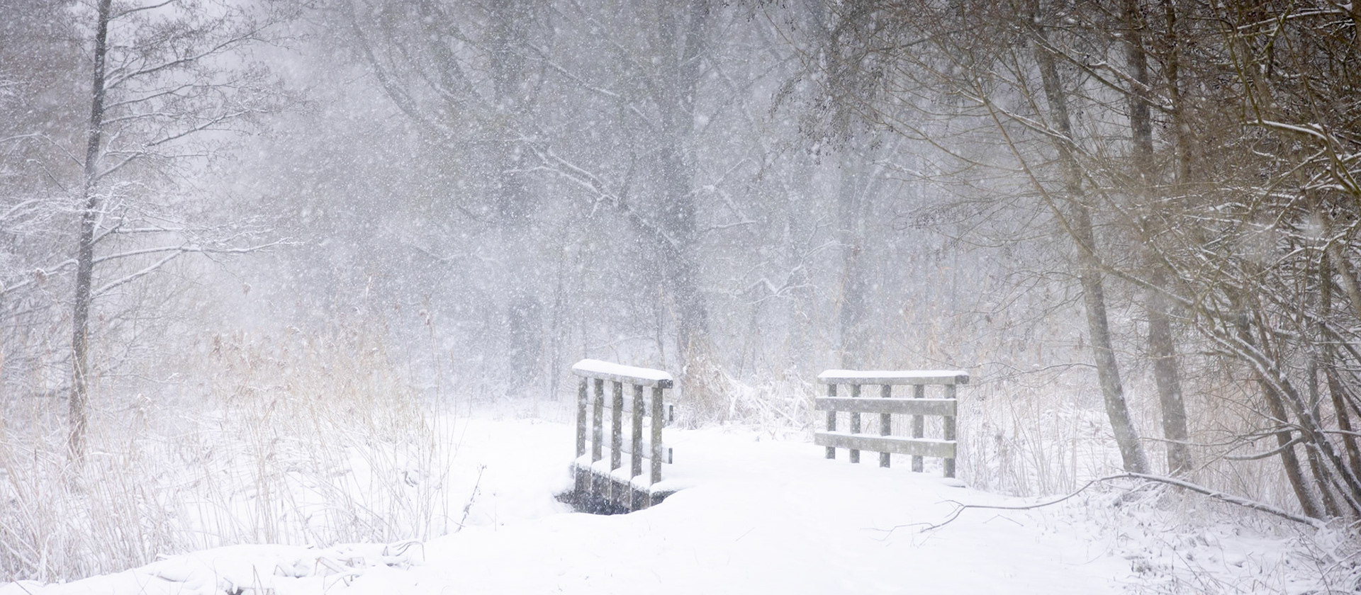 Bridge in the woods.