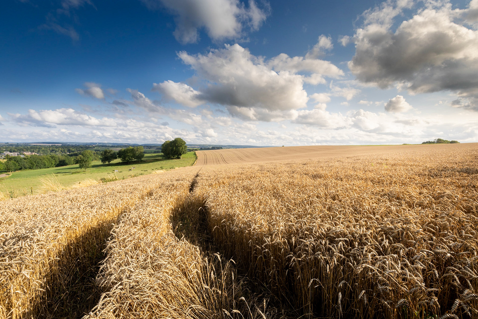 Grain fields near Bosschenhuizen