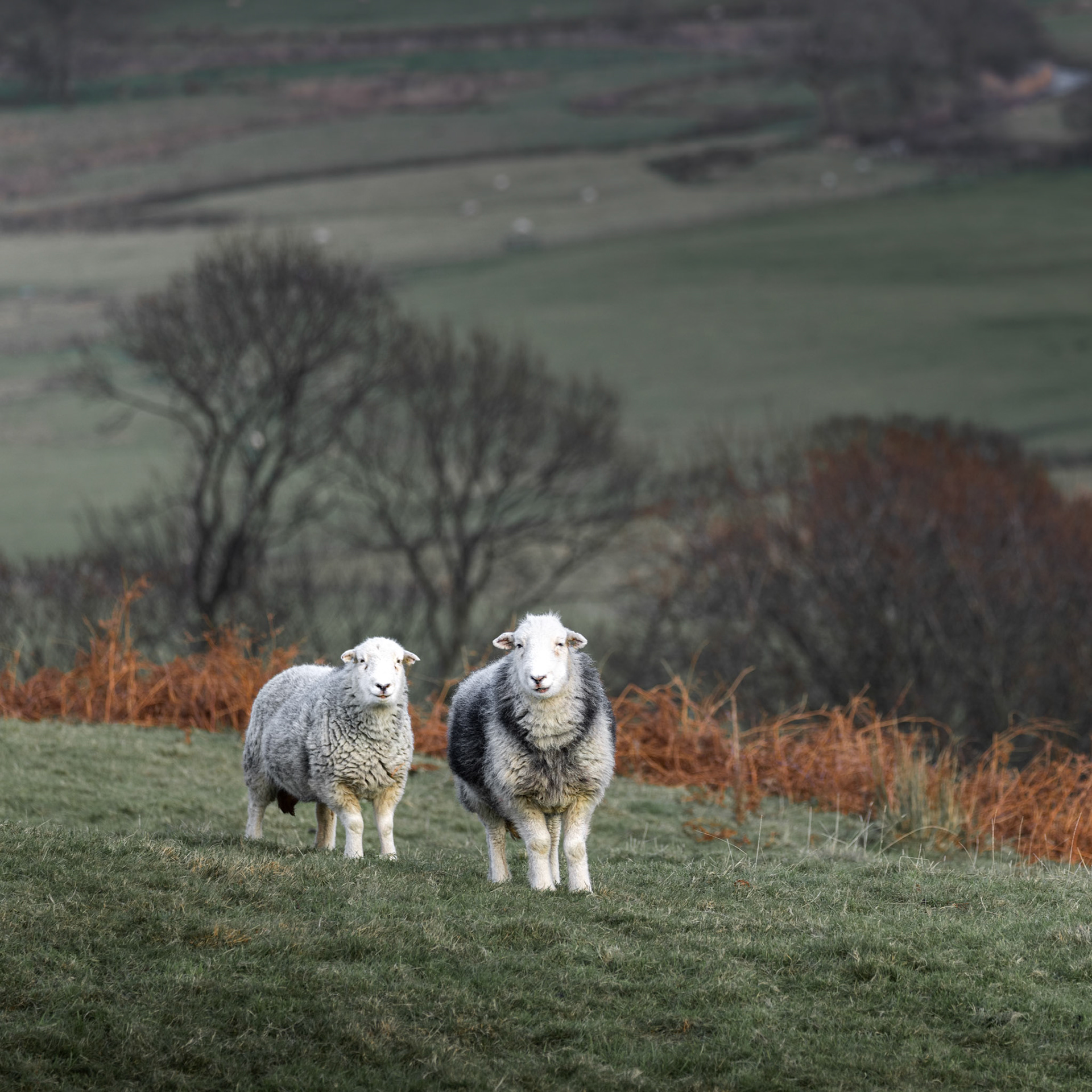 Curious sheep