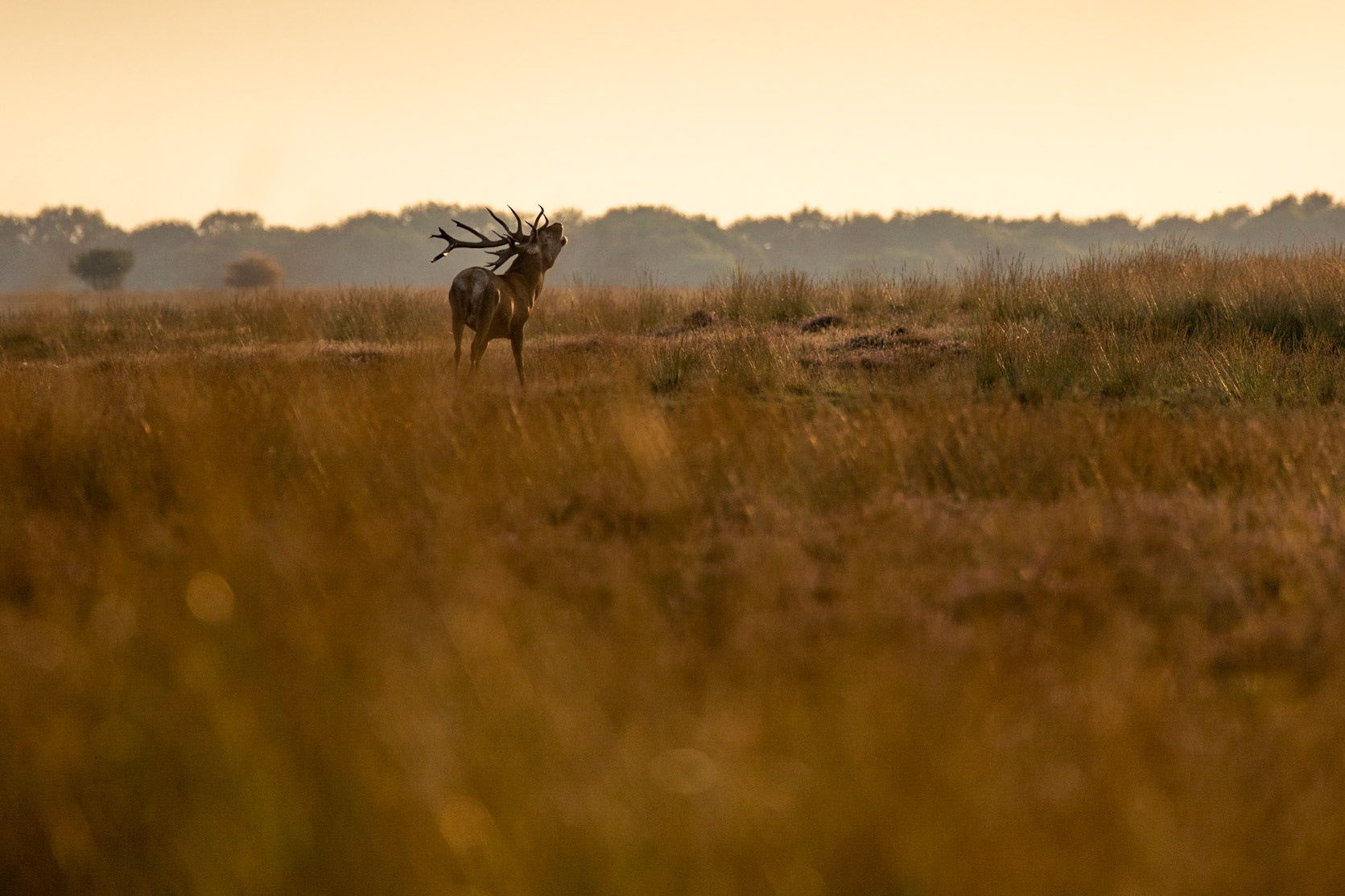Rutting season.