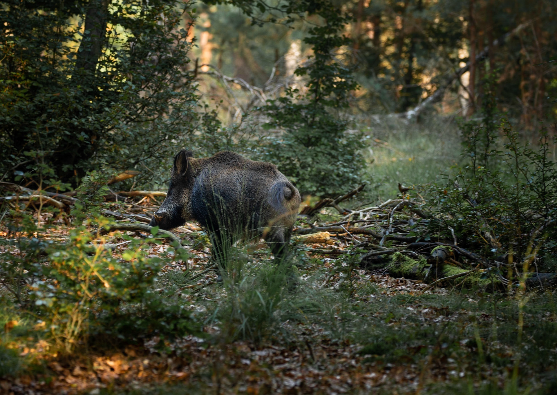 Wild boar running away in the bushes.