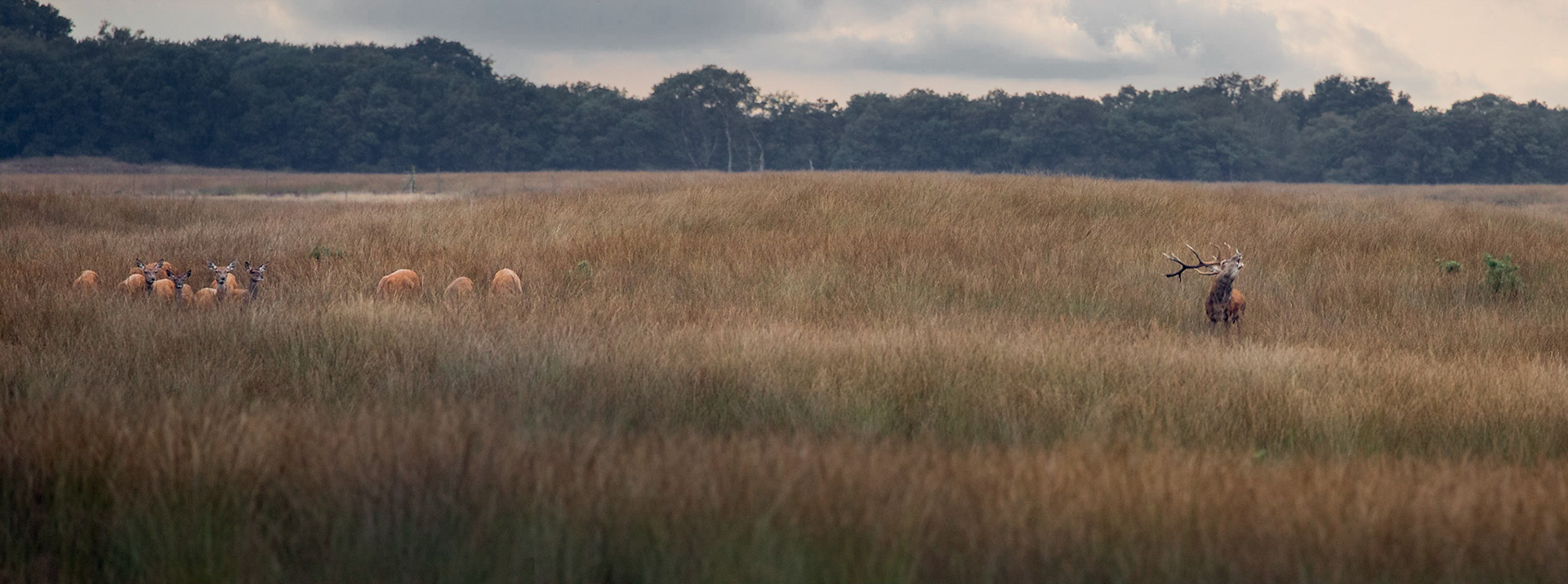 A group of red deer during the rutting season at the Reemsterveld.