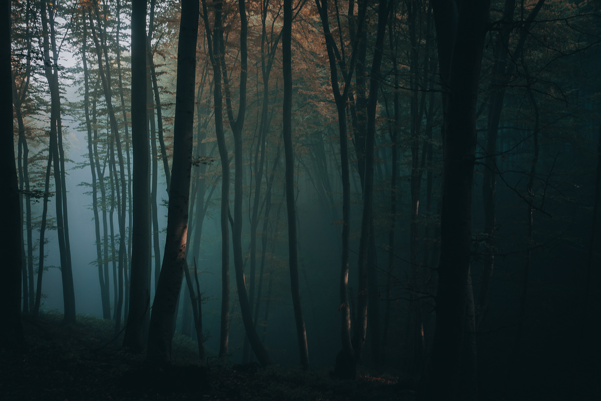 Forest in the Carpathian Mountains, Romania -9