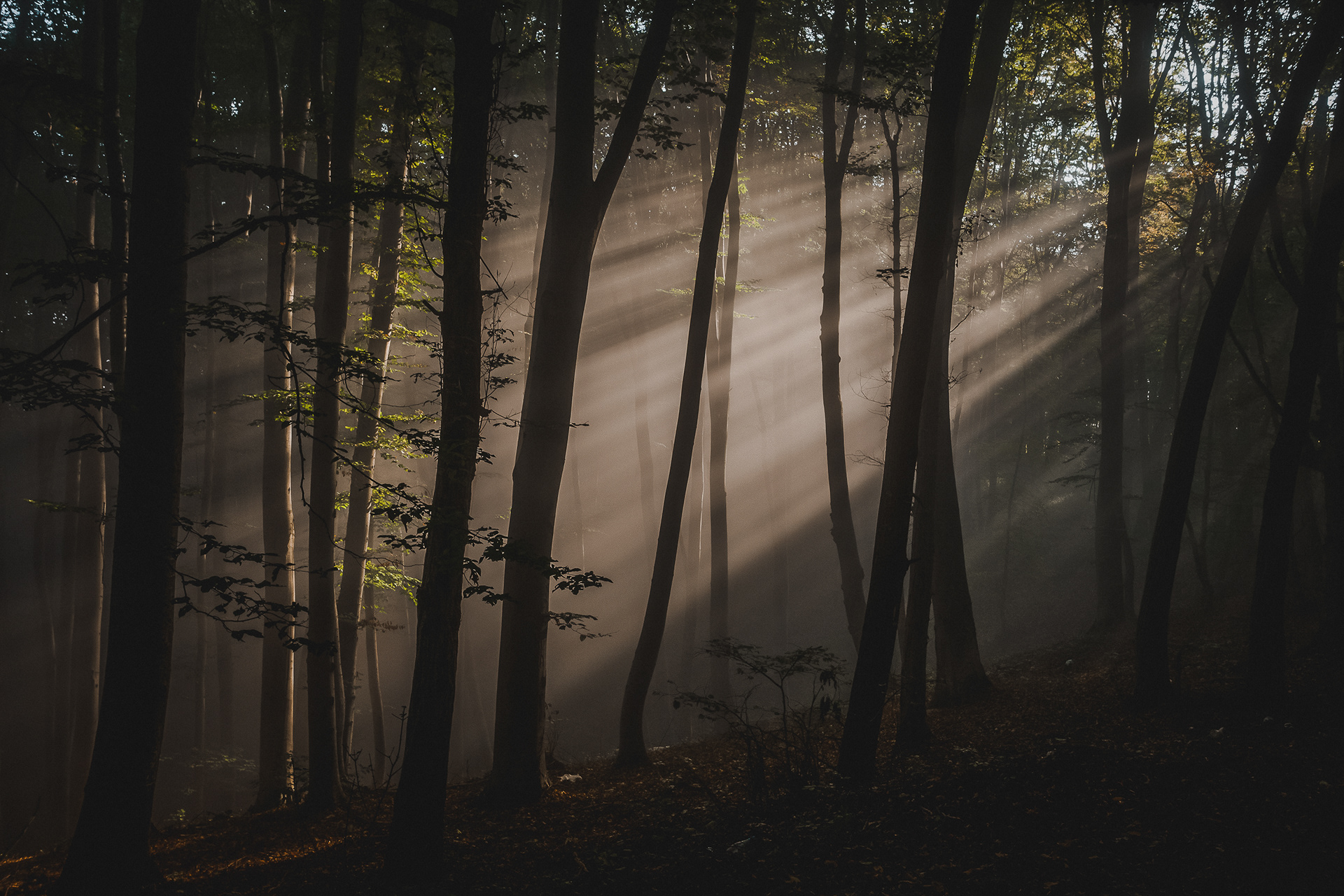 Forest in the Carpathian Mountains, Romania -8