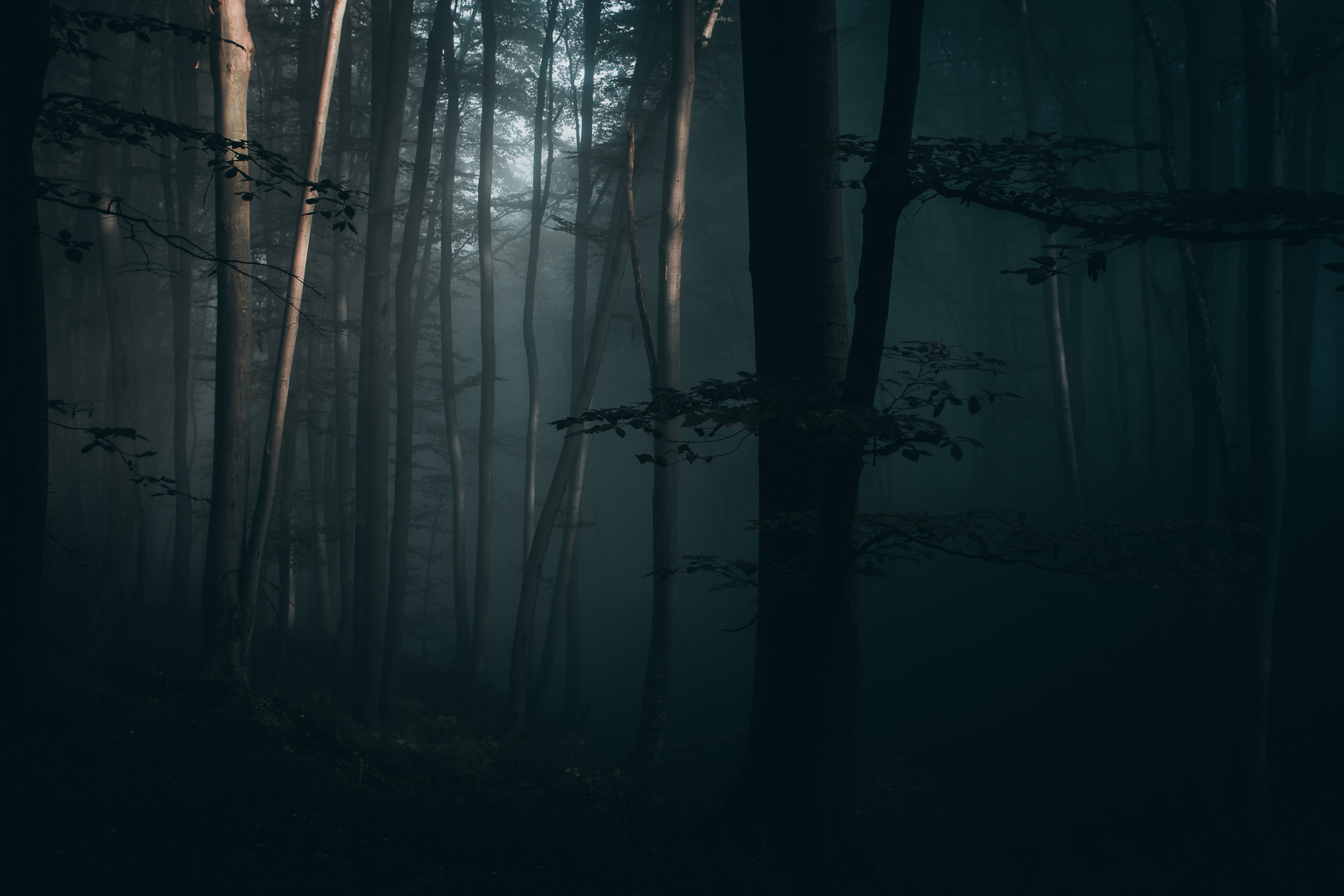 Forest in the Carpathian Mountains, Romania -6