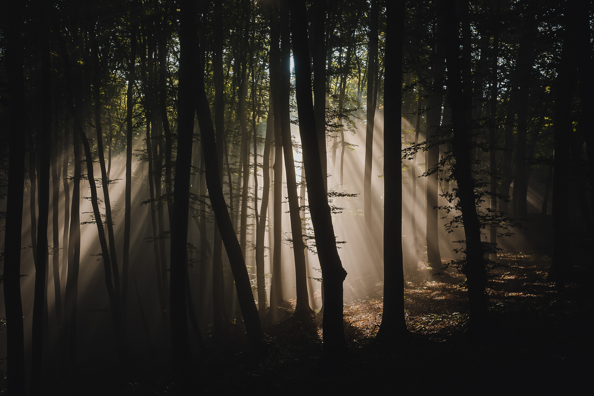 Forest in the Carpathian Mountains, Romania -11