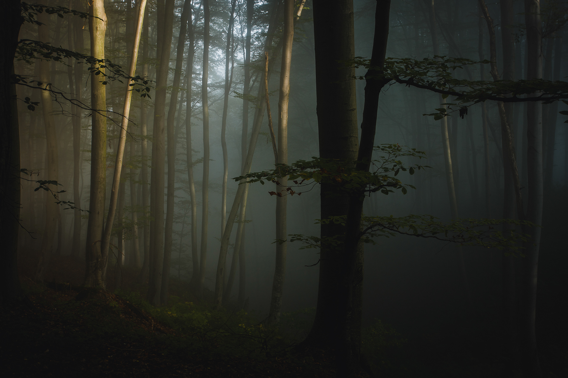 Forest in the Carpathian Mountains, Romania -7