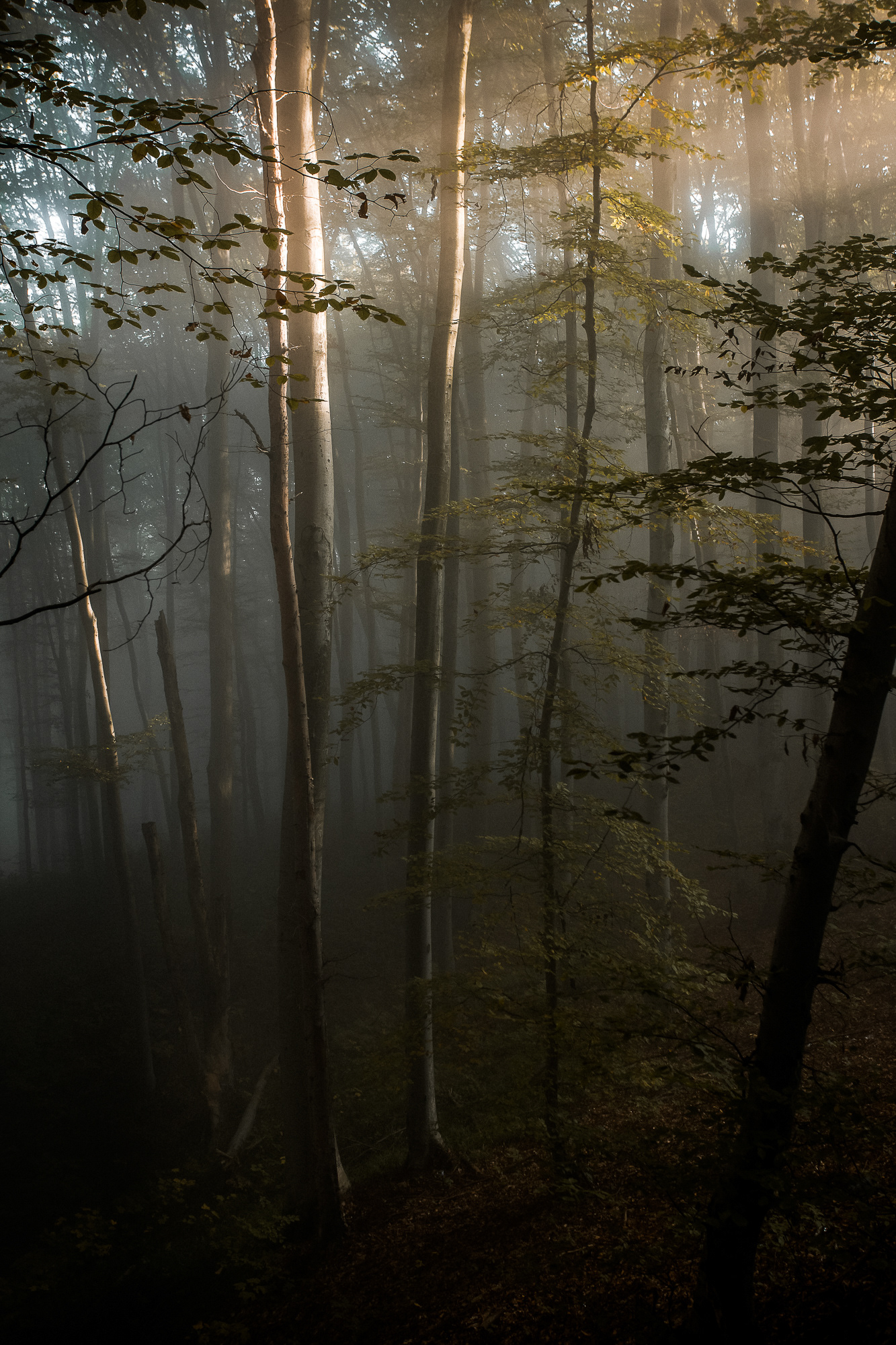 Forest in the Carpathian Mountains, Romania -5
