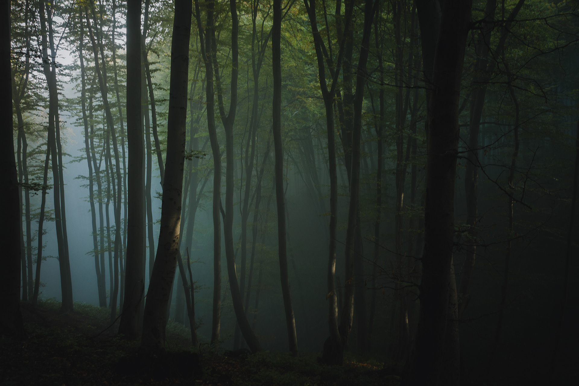 Forest in the Carpathian Mountains, Romania -10