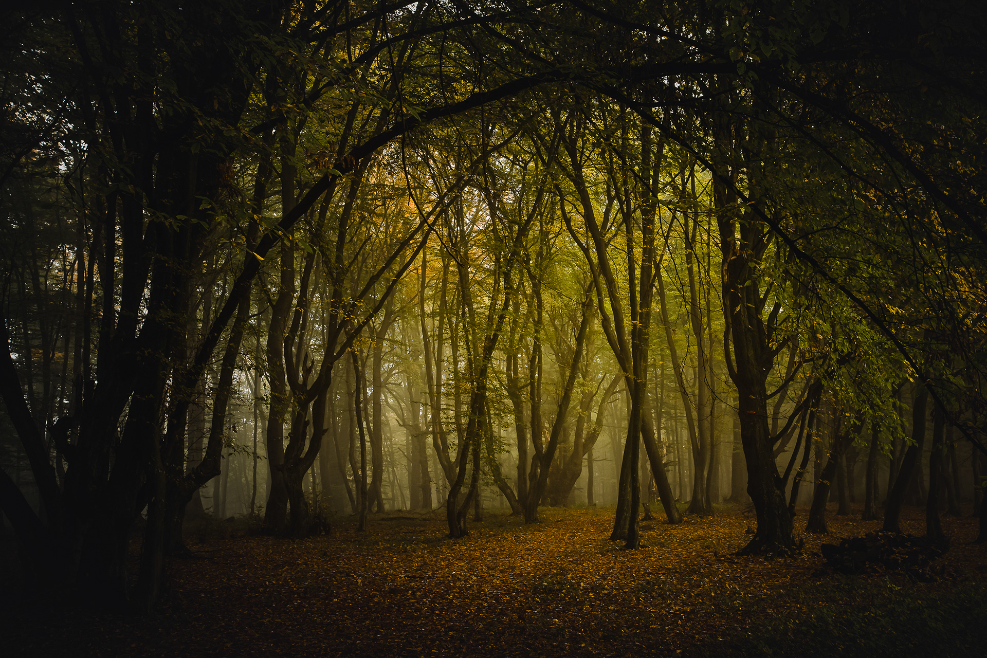 Forest in the Carpathian Mountains, Romania -4