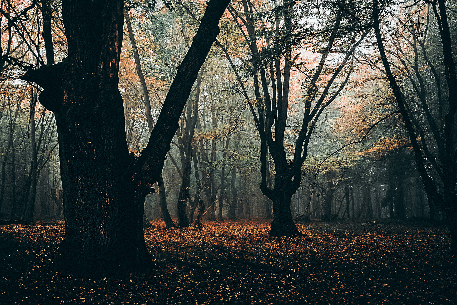 Forest in the Carpathian Mountains, Romania -1