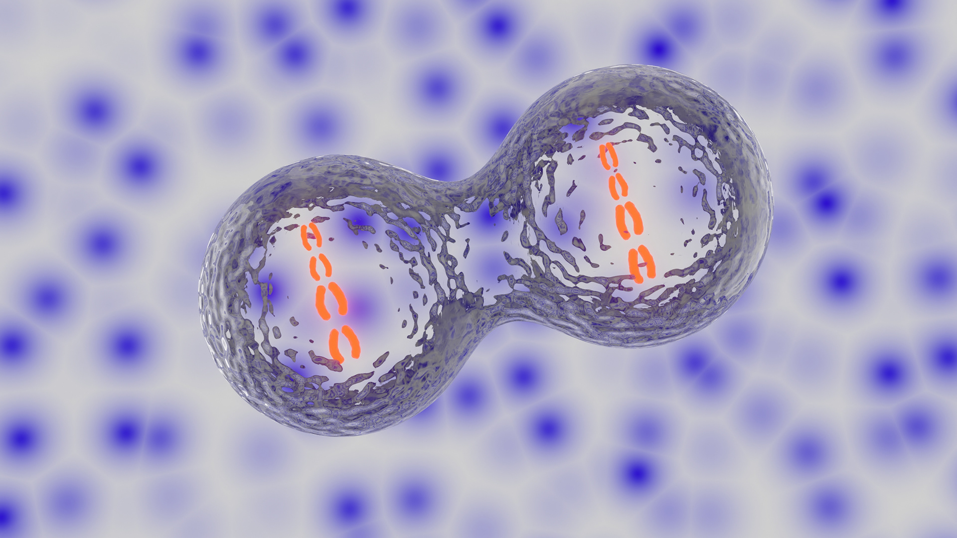 Mitosis