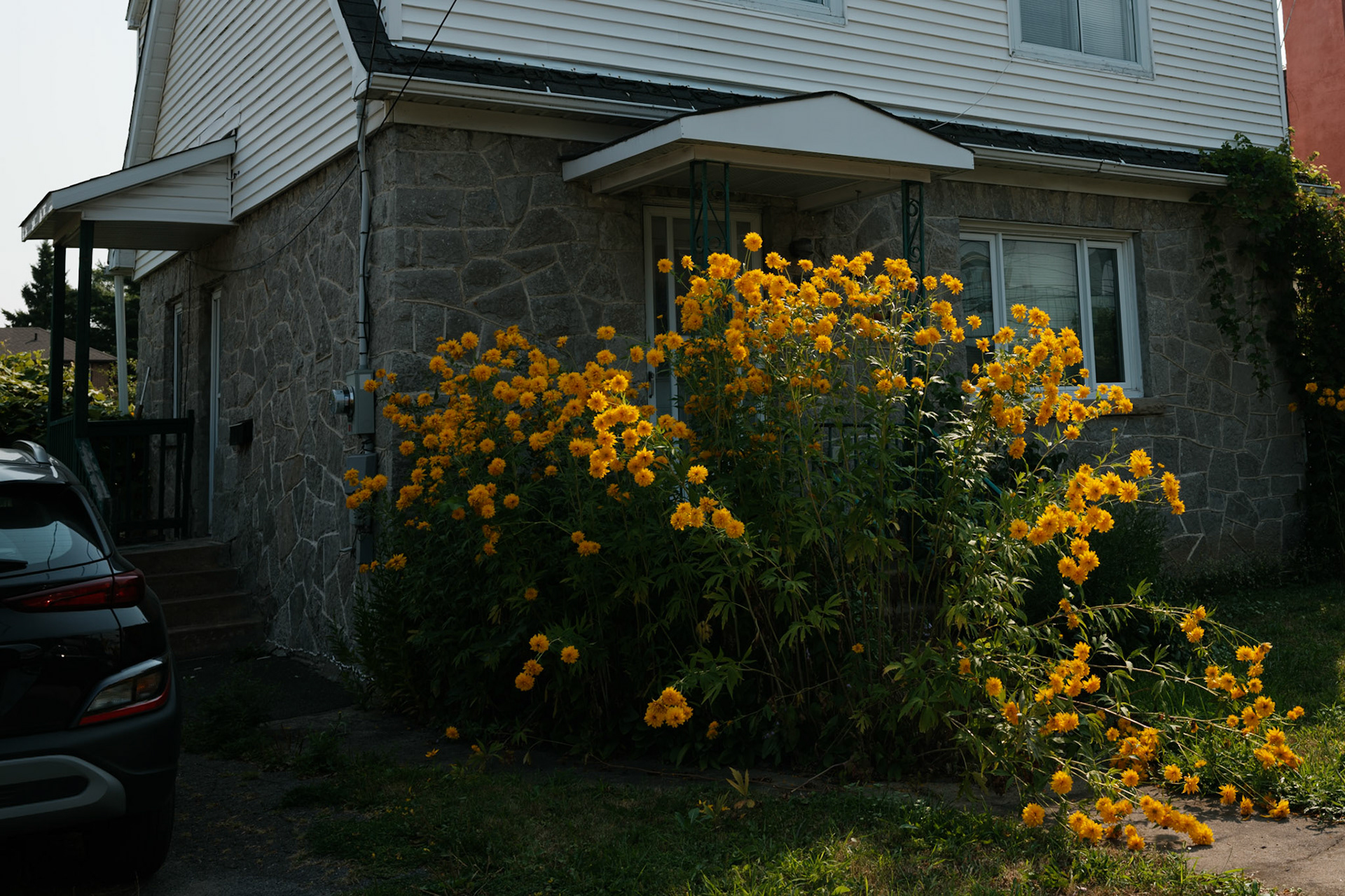 Overgrown