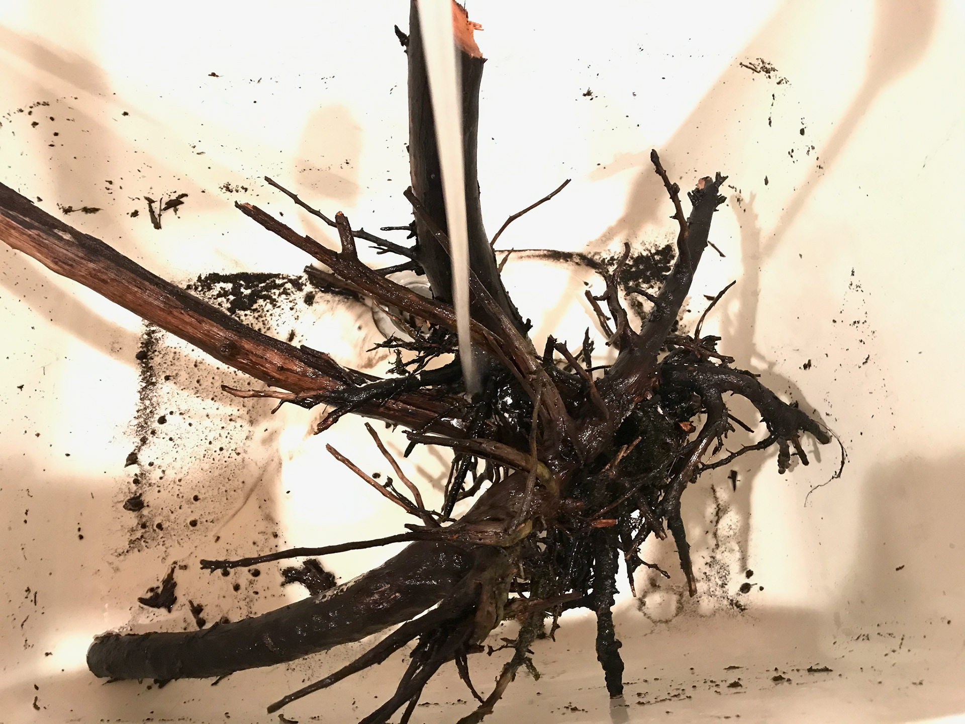 cleaning small roots