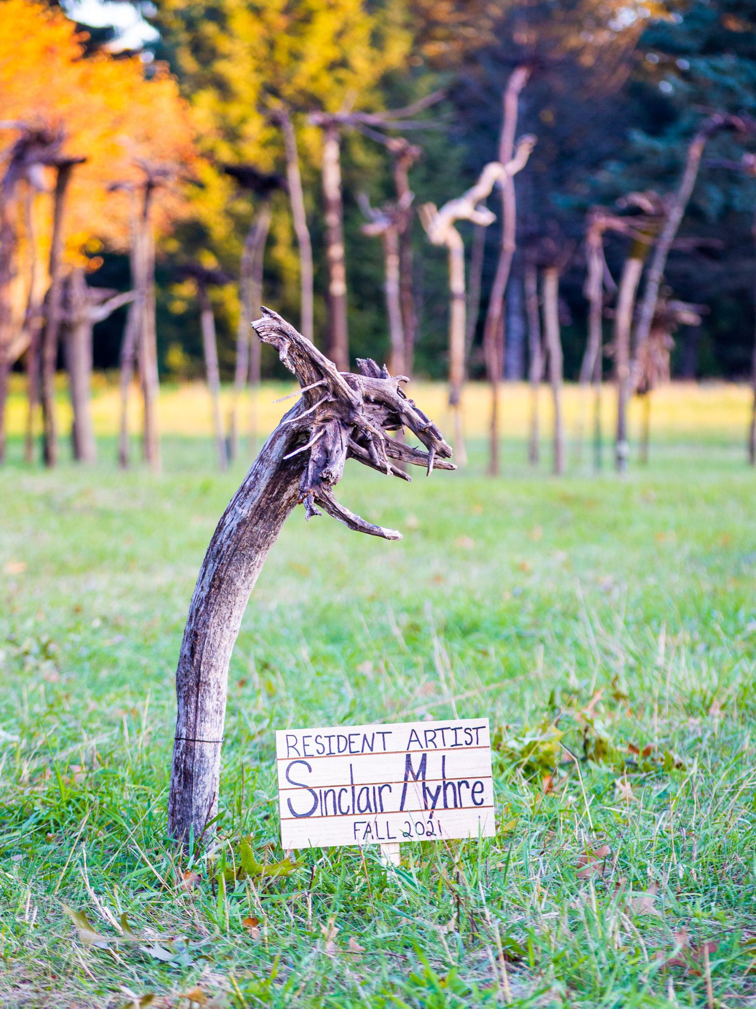 Tree Root outdoor sculpture with Sign about Resident artist