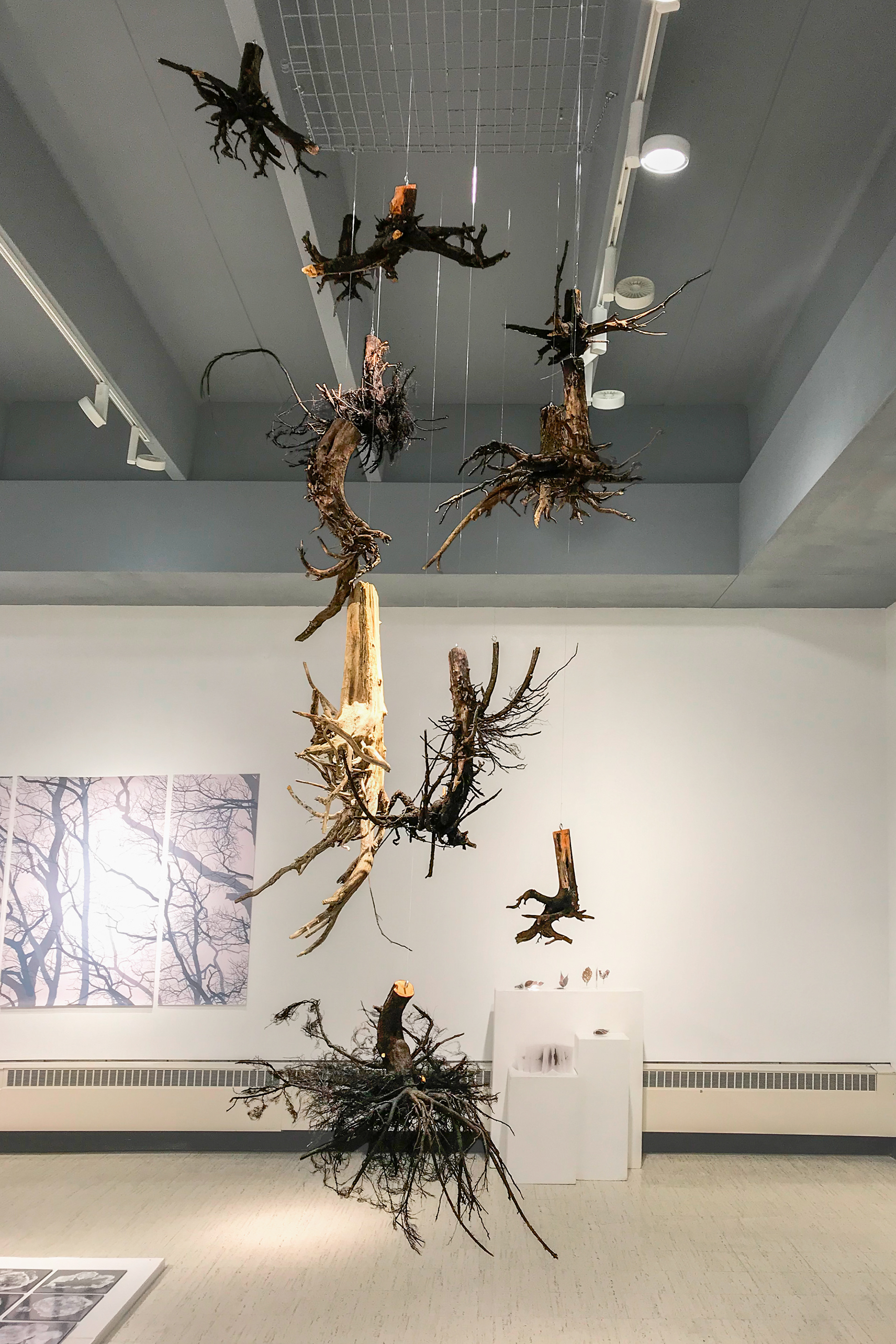 12 Hanging Tree Roots art installation at Carthage College