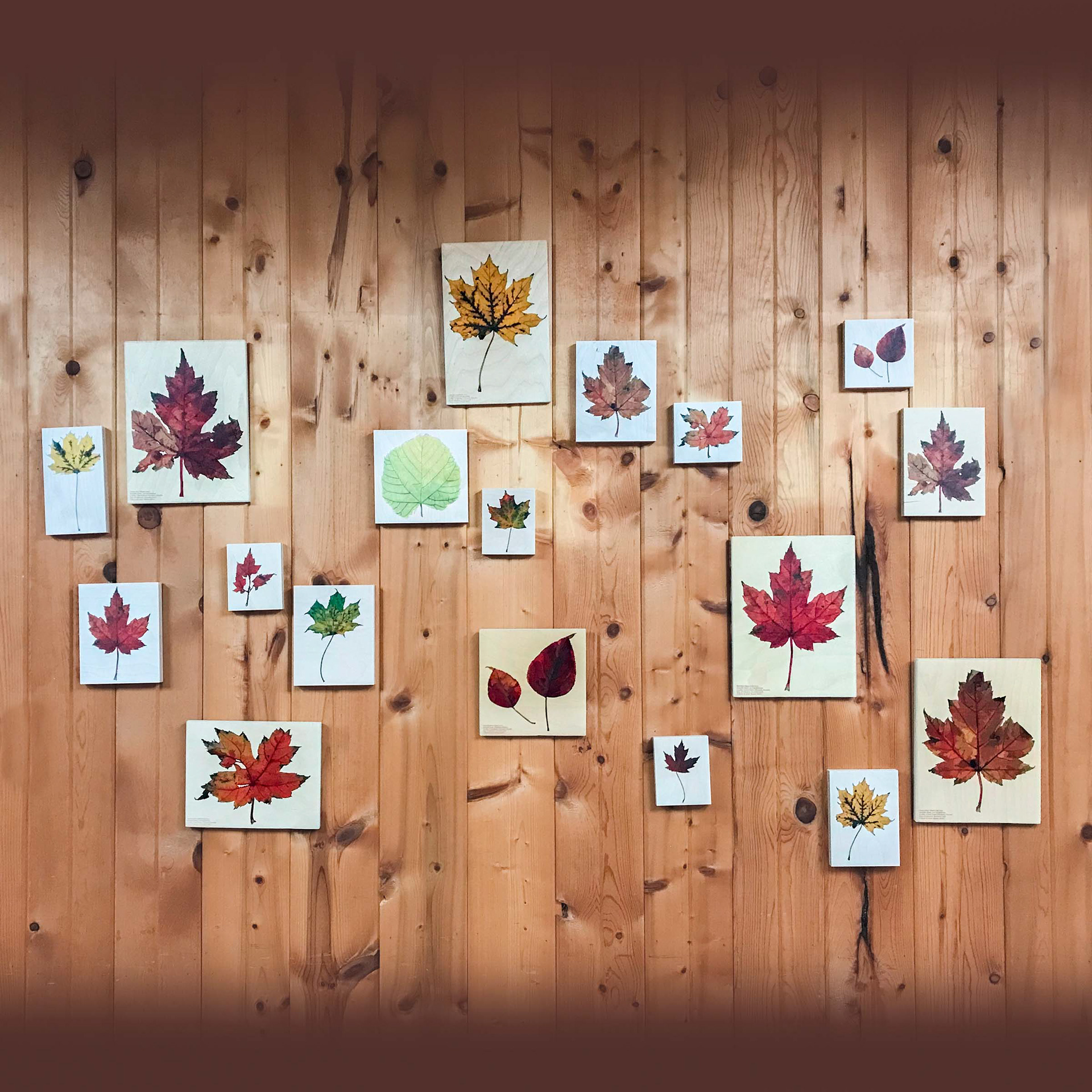 Fall Leaf Collection