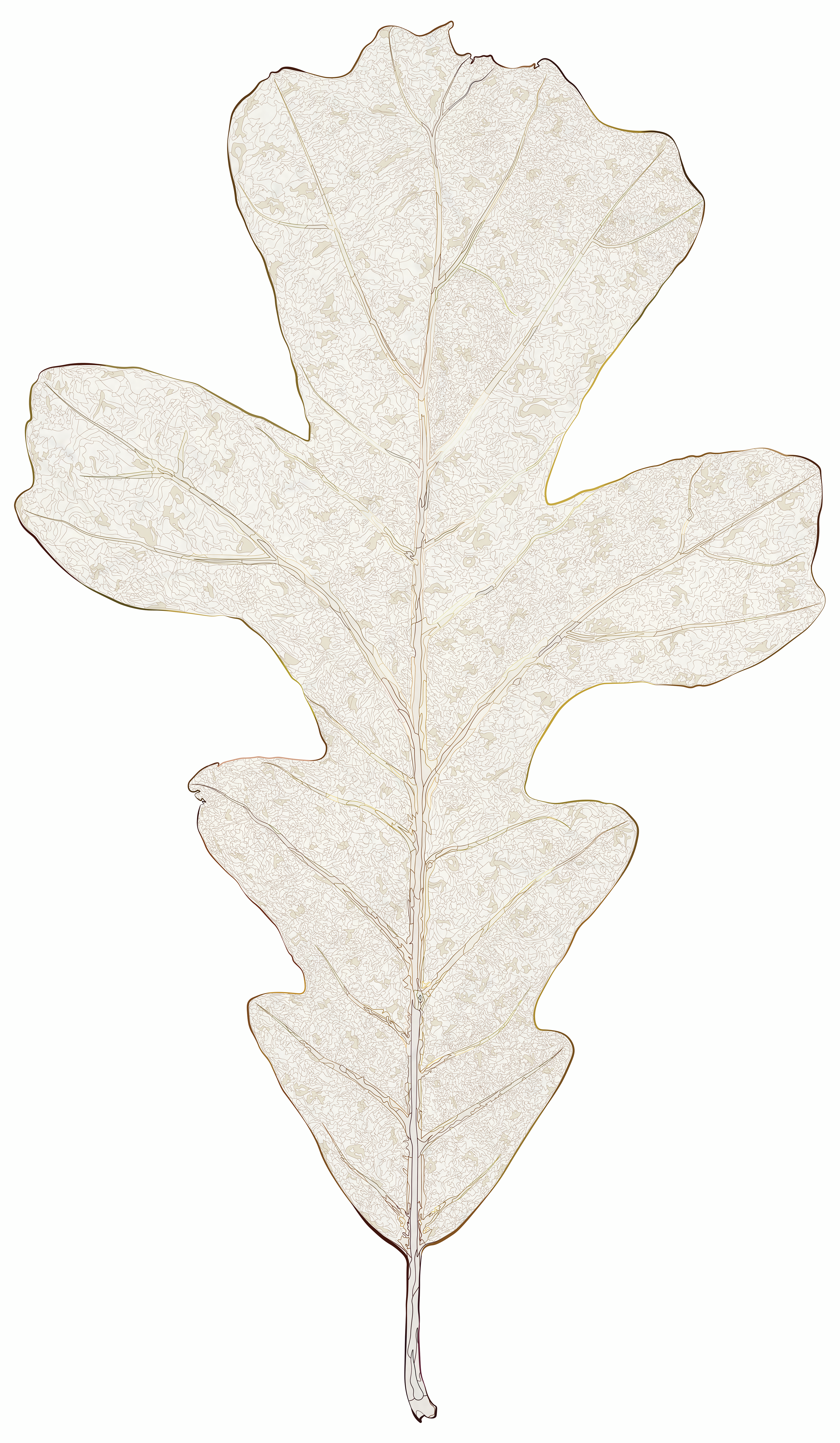 Skeletonized Leaf