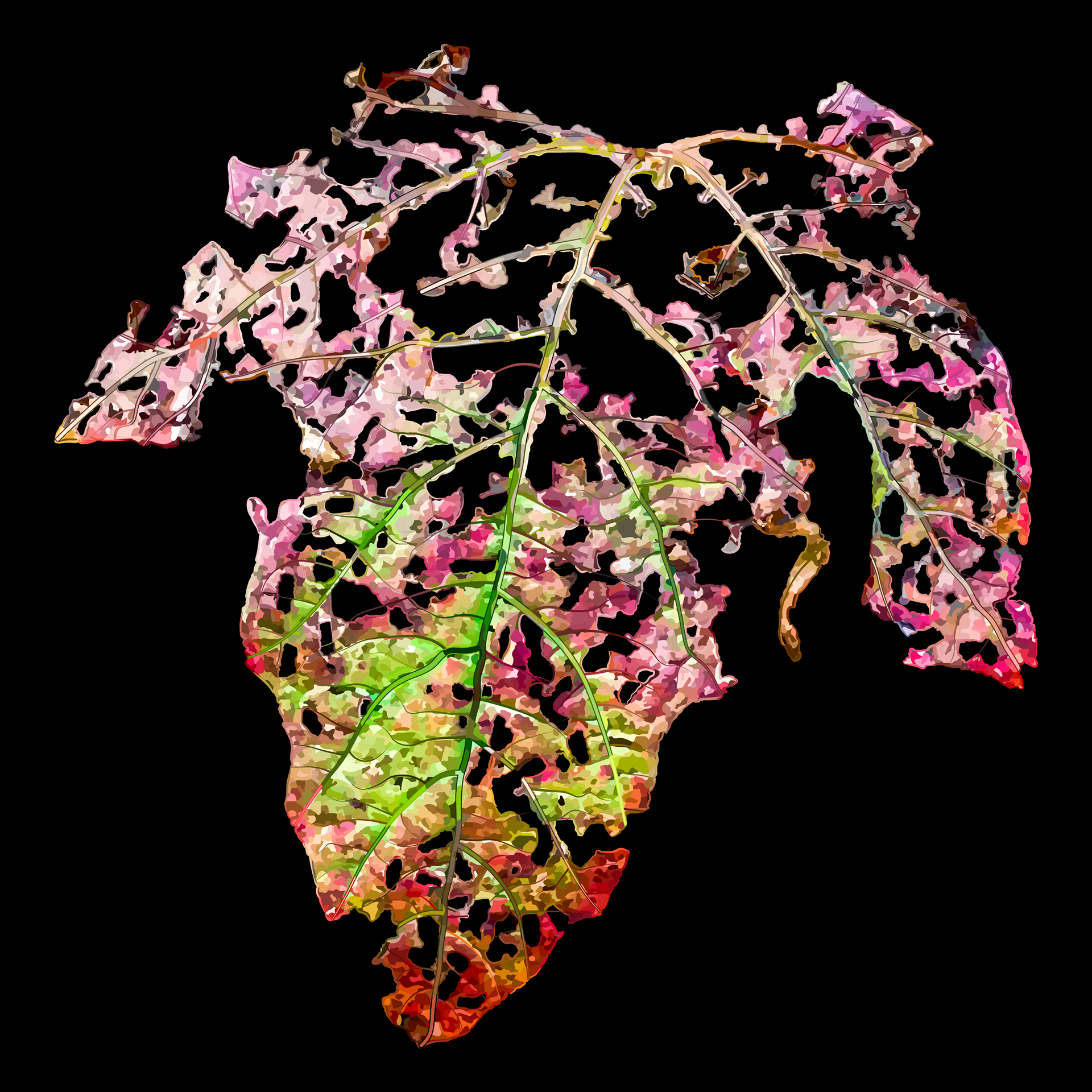 Gobbled Guelder-rose | Naturalistic Style