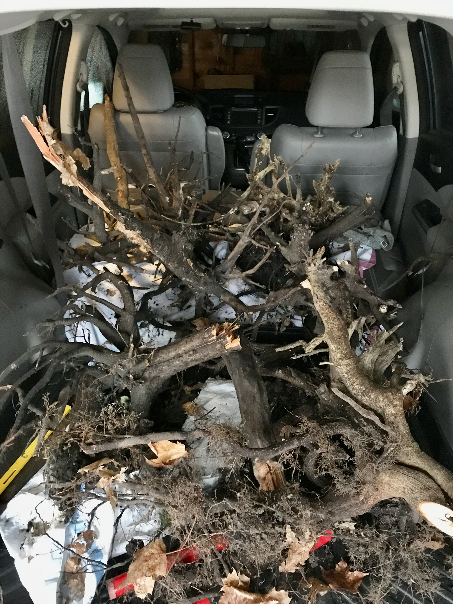 collection transport