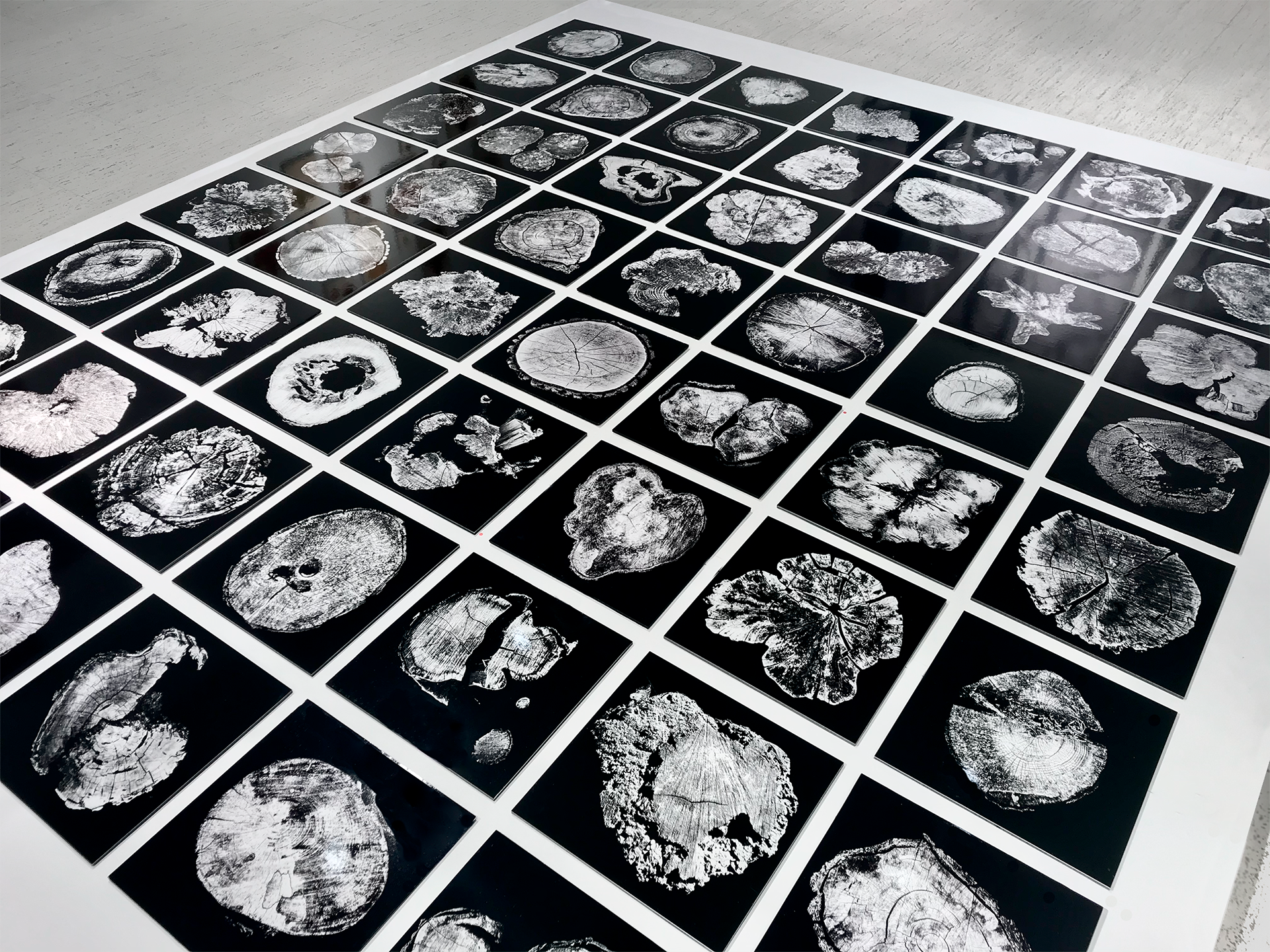 black and white Tree Stump photography floor installation 48 x 60