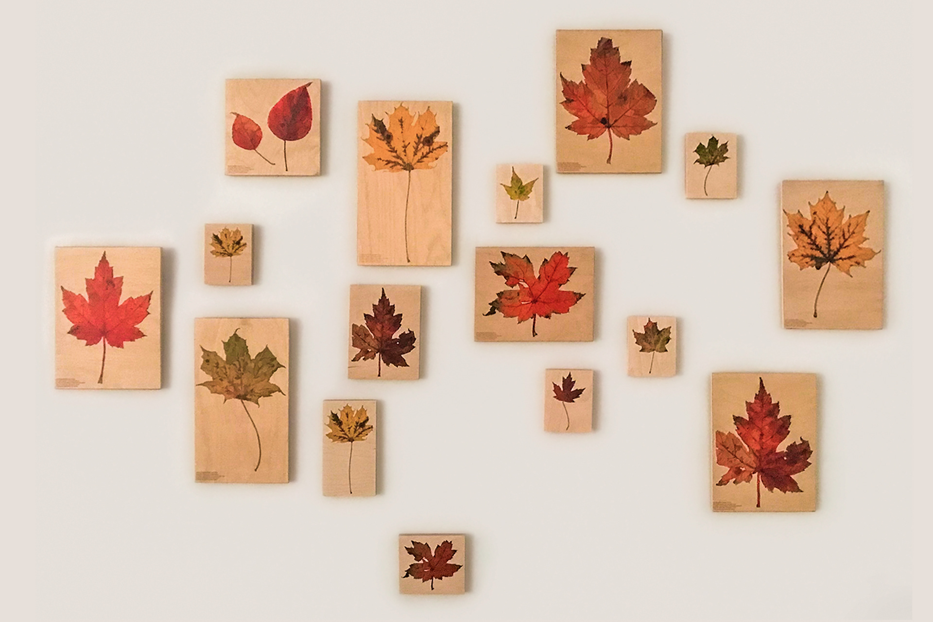 Fall Leaf Collection, digital illustration on wood