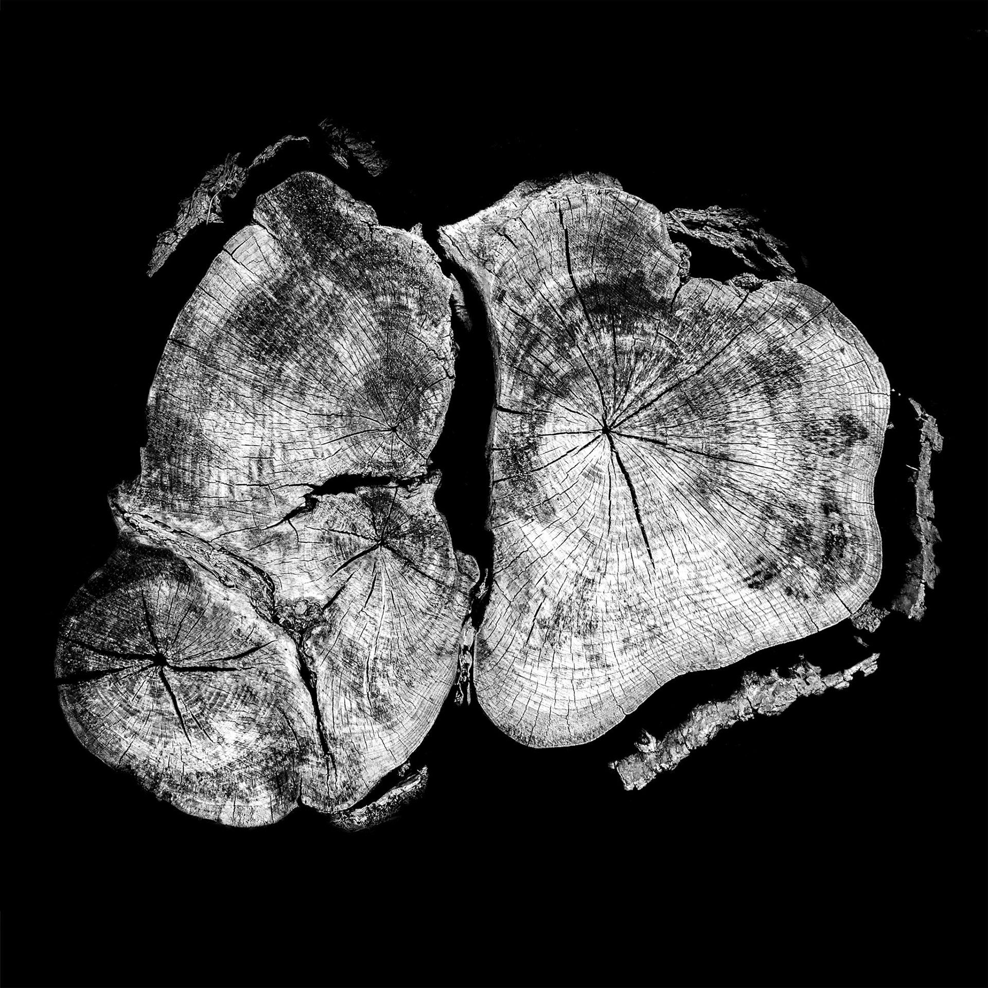 black and white epic tree stump photography 12 by 12 No 40