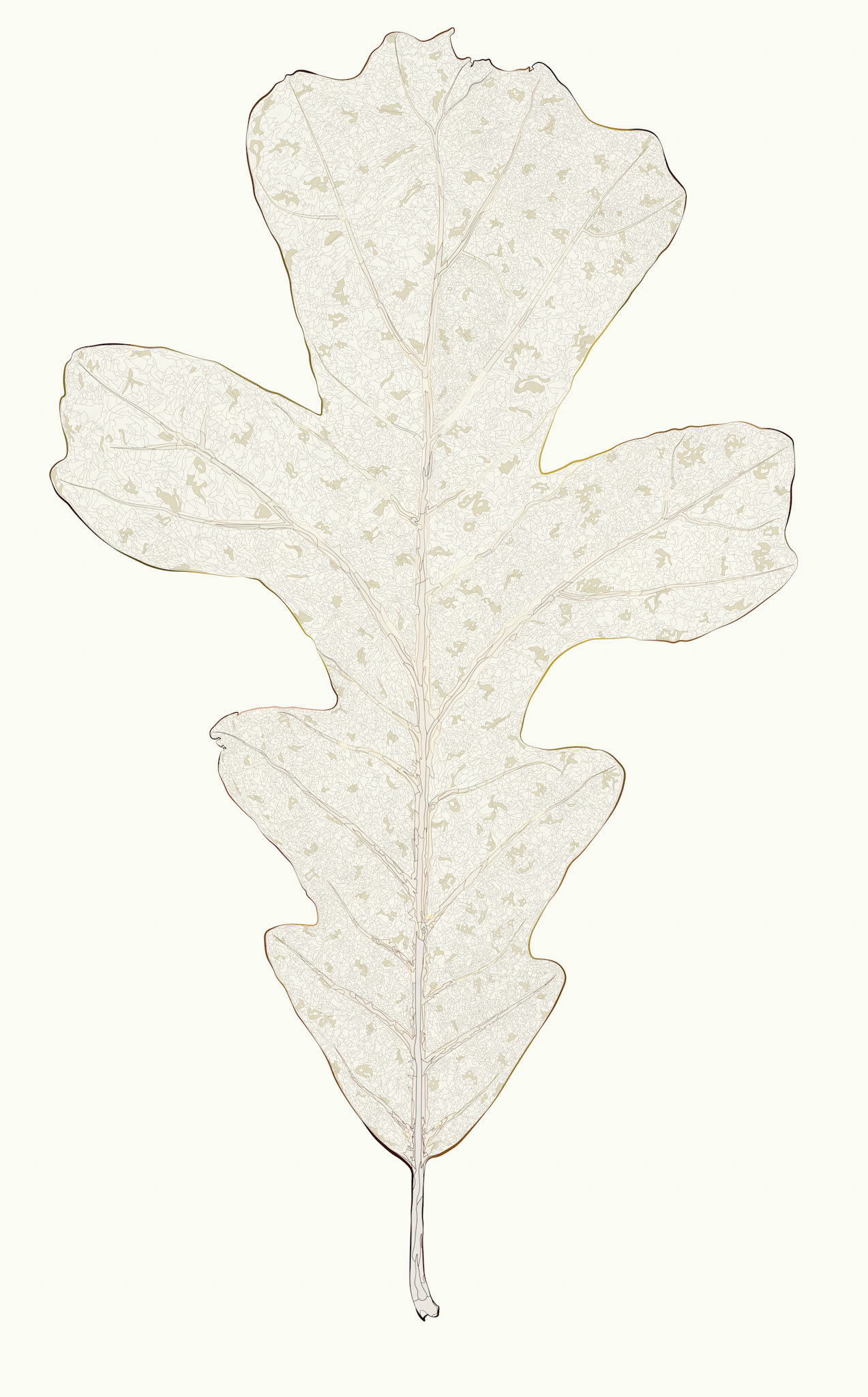 Skeletonized Bur Oak Leaf digital illustration graphic tree art